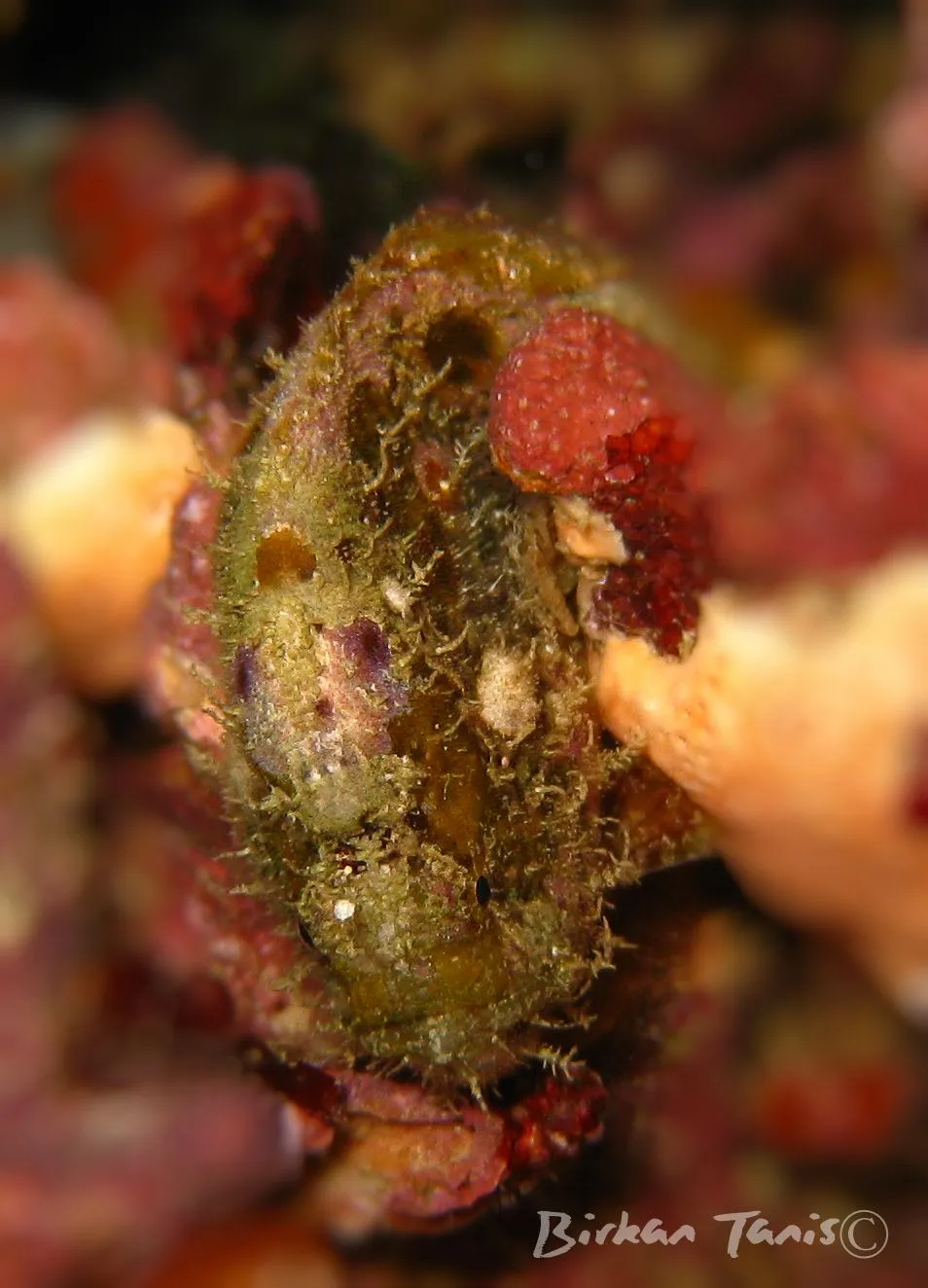 Frogfish camouflaged in coral