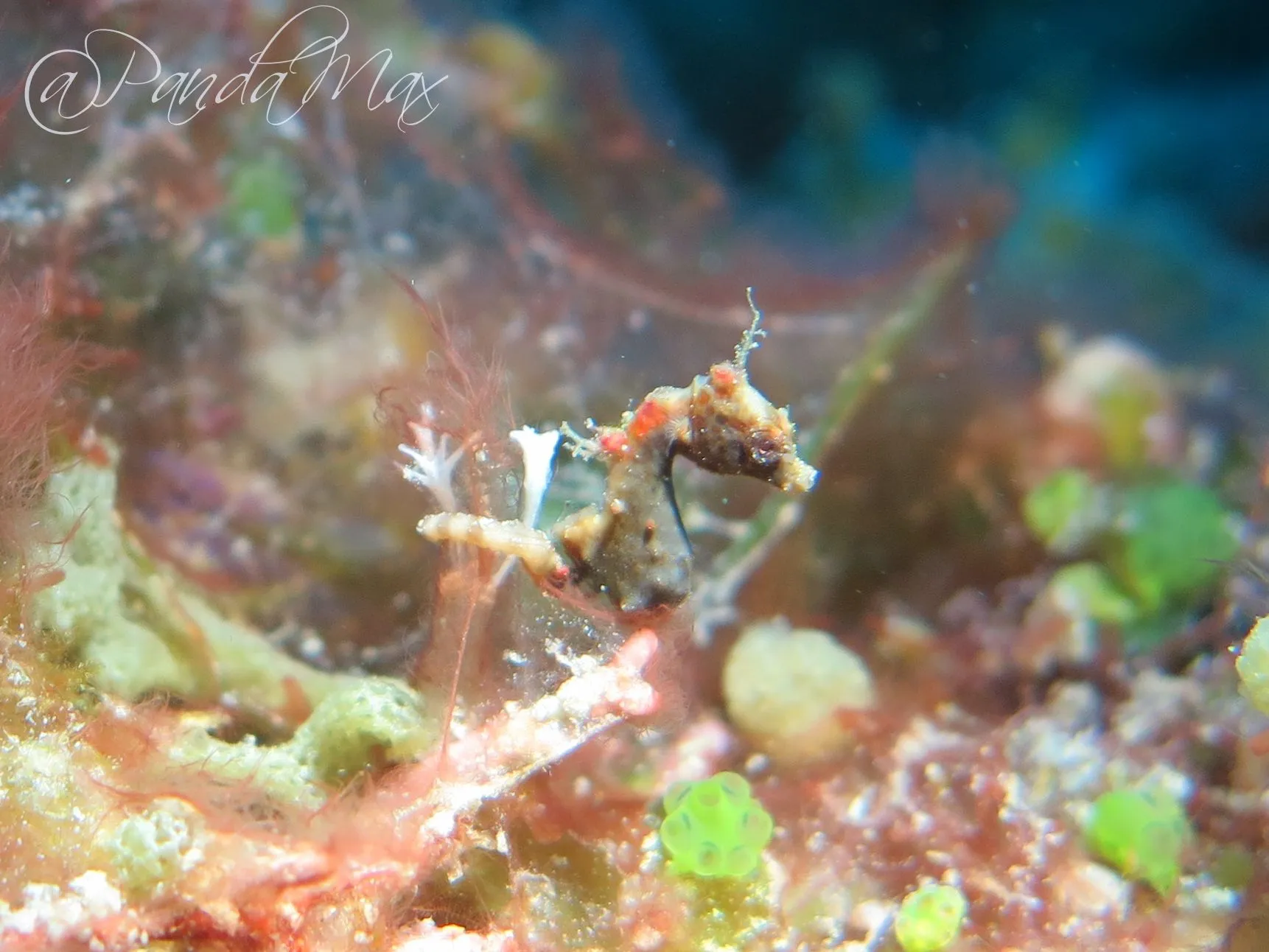 Pontohy pigmy seagorse on reef