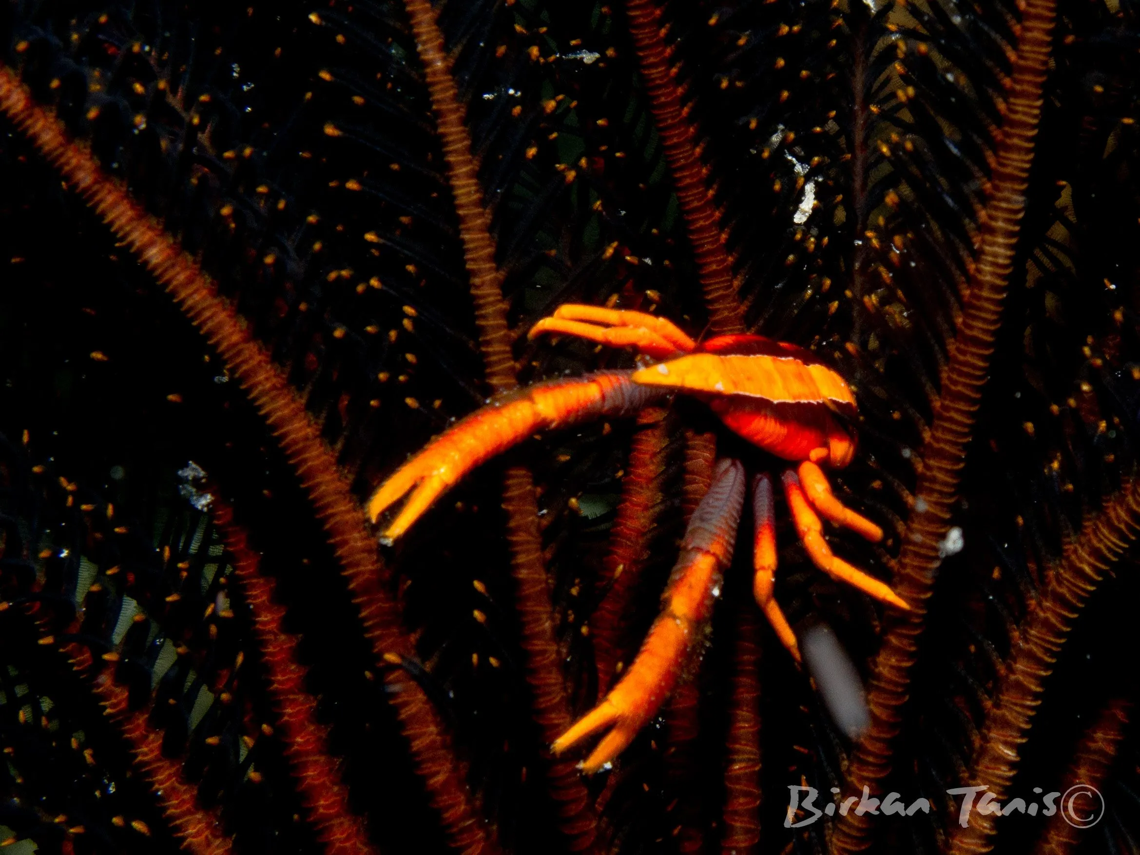 Squat lobster on feather star