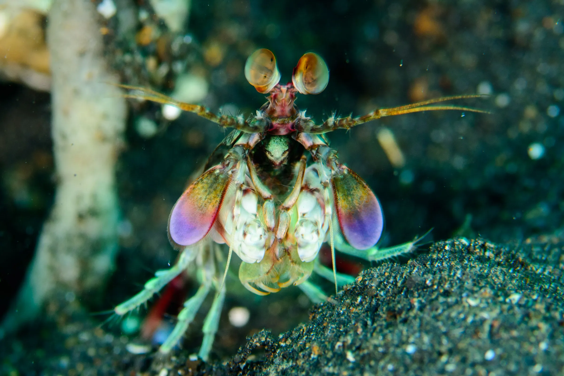 Peacock mantis shrimp