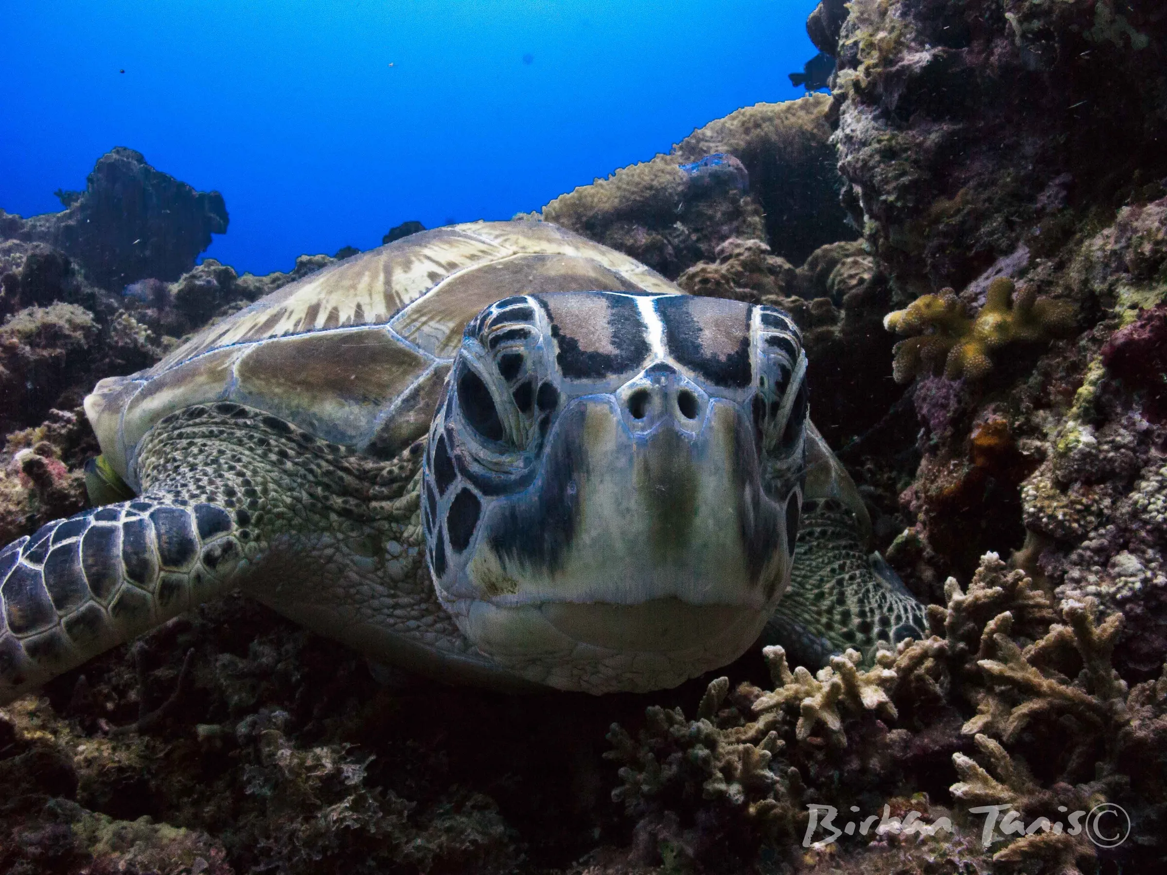 Green turtle on the reef