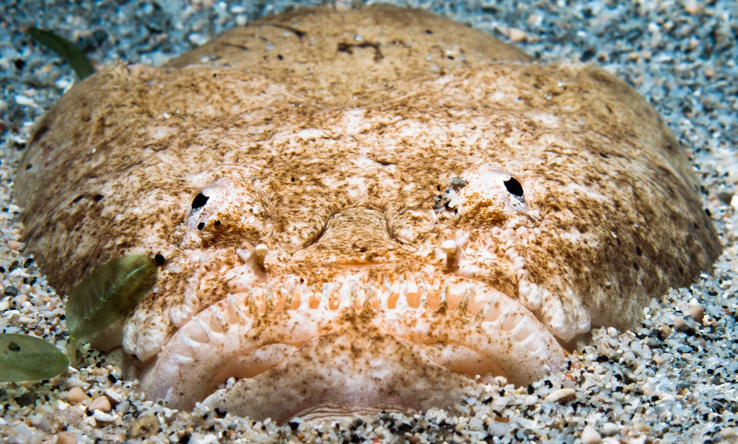 Stargazer fish camouflaged