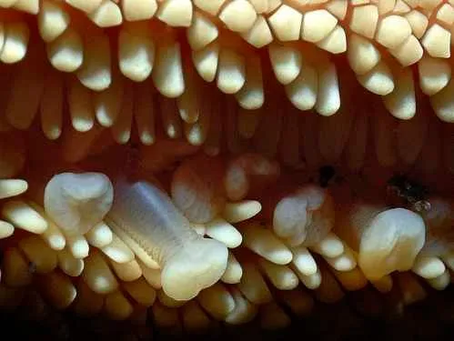 Coral polyps extended for feeding