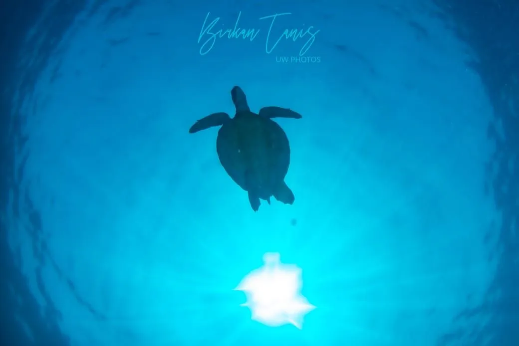 Turtle silhouetted at sunburst