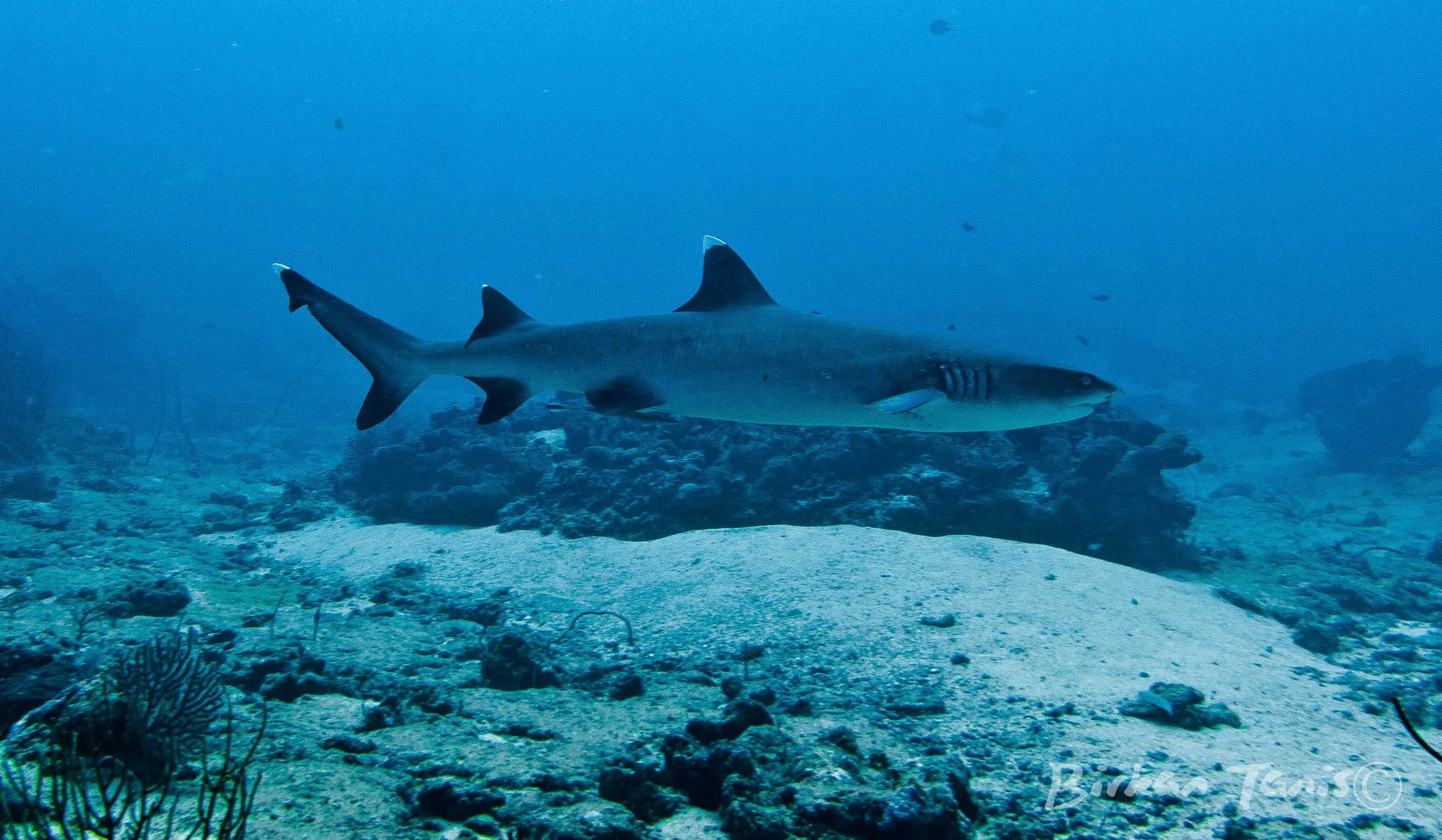 Whitetip shark resting on reef