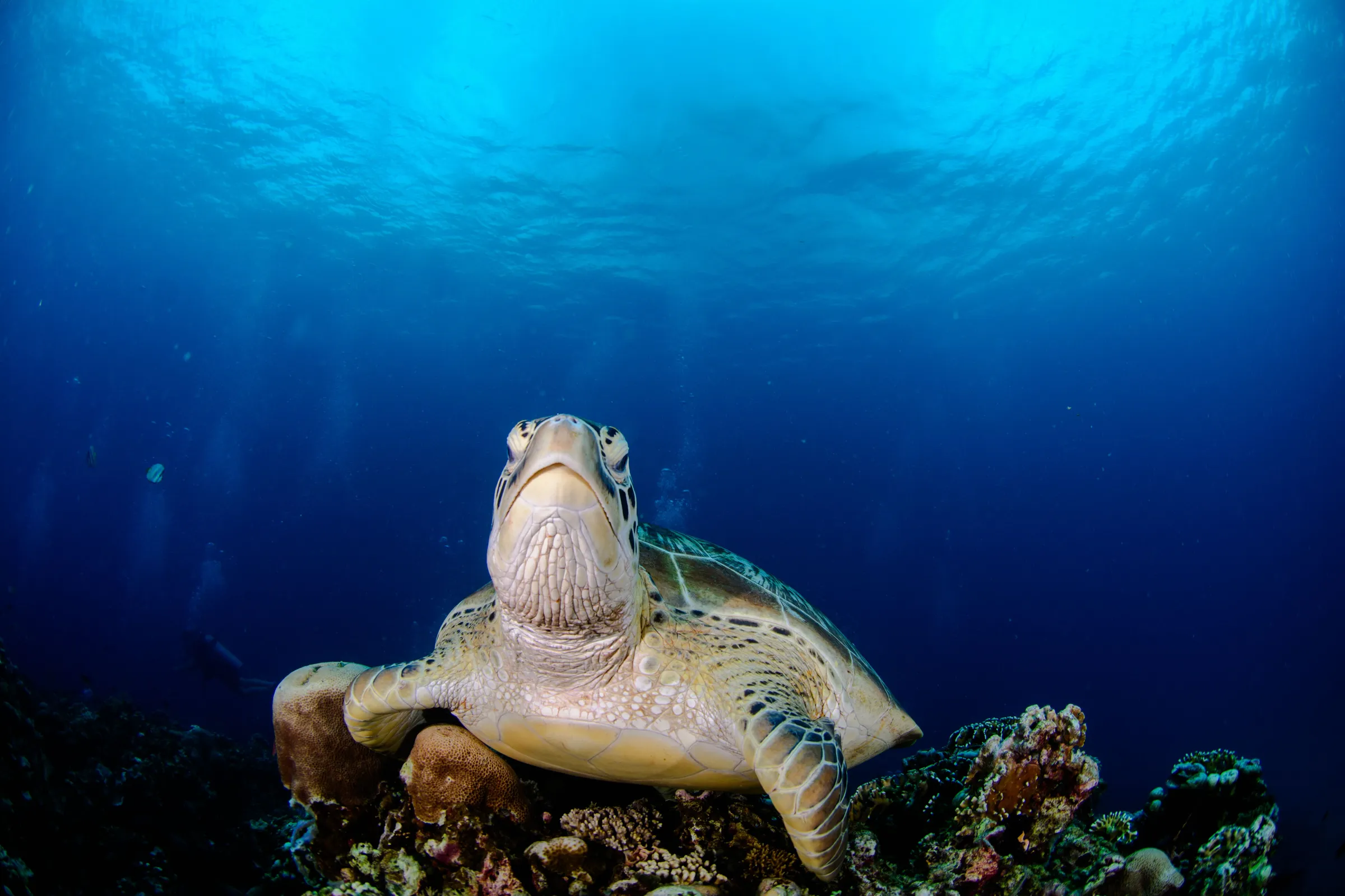 Green turtle close-up