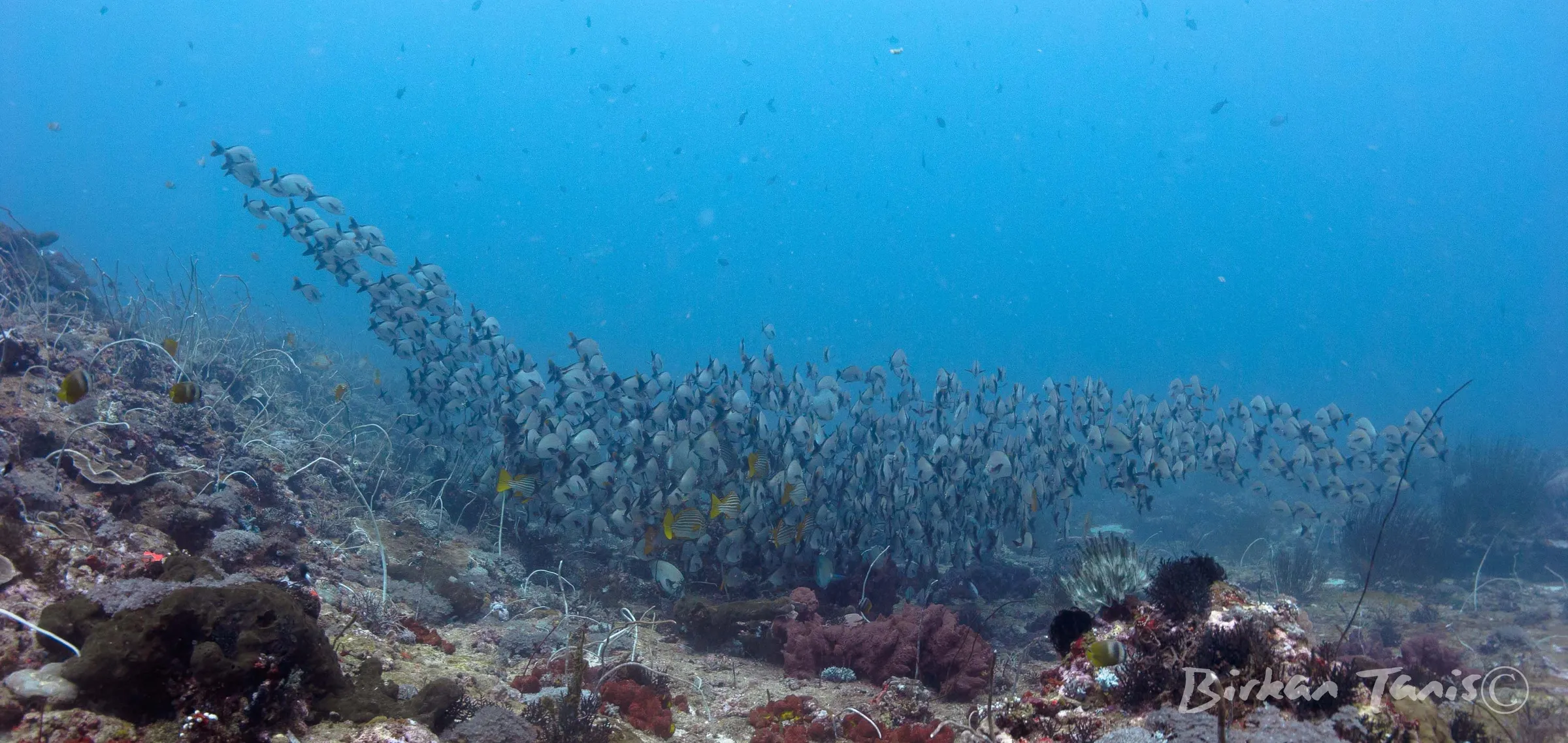 School of fusiliers above reef