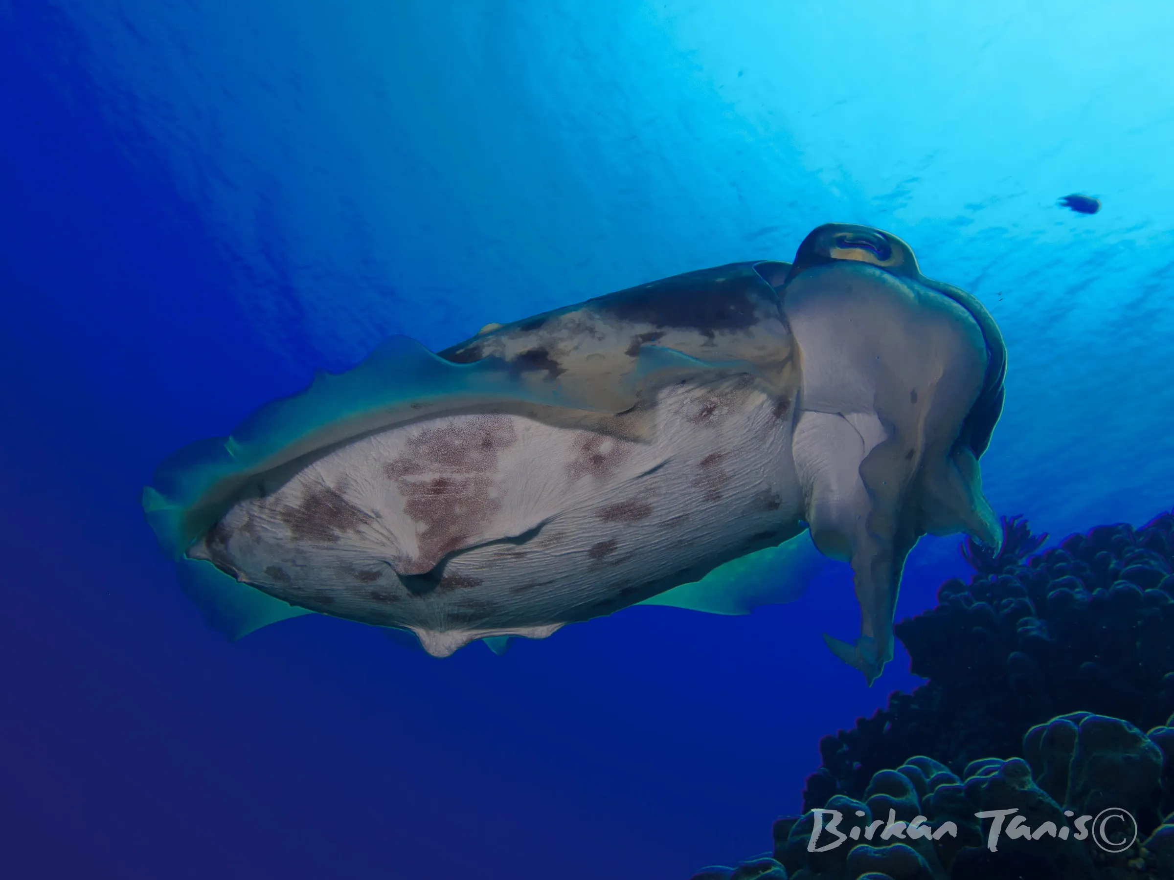 Cuttle Fish