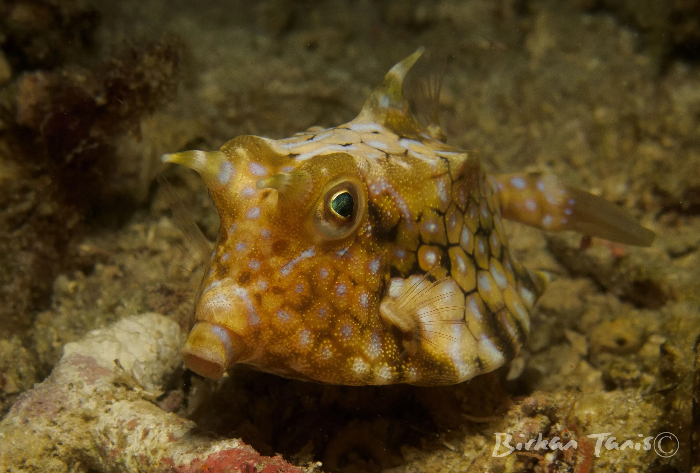 Longhorn cowfish portrait