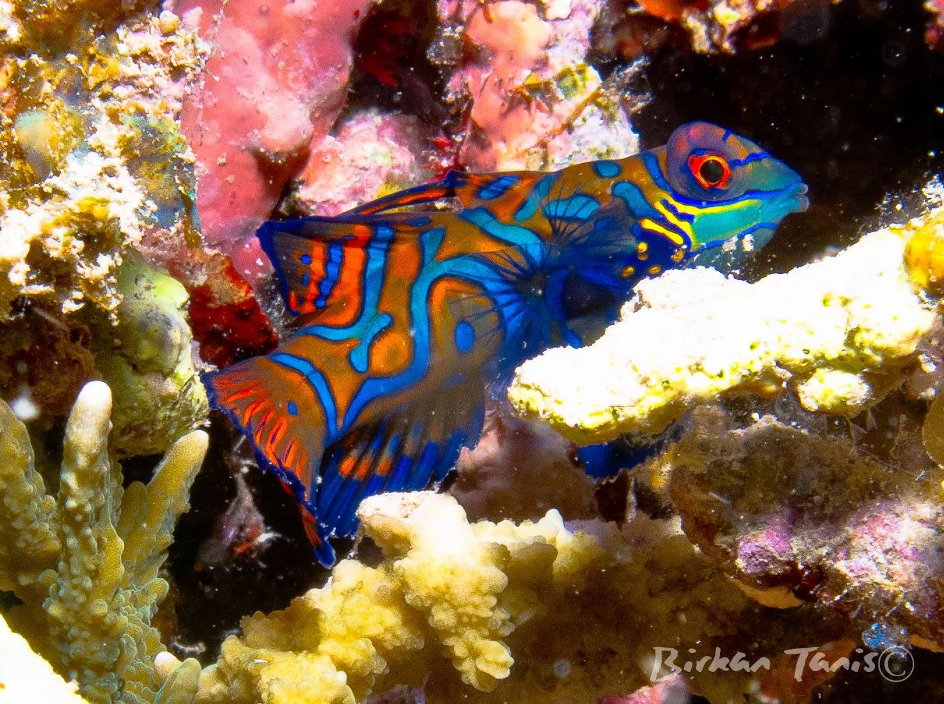 Mandarinfish in the coral