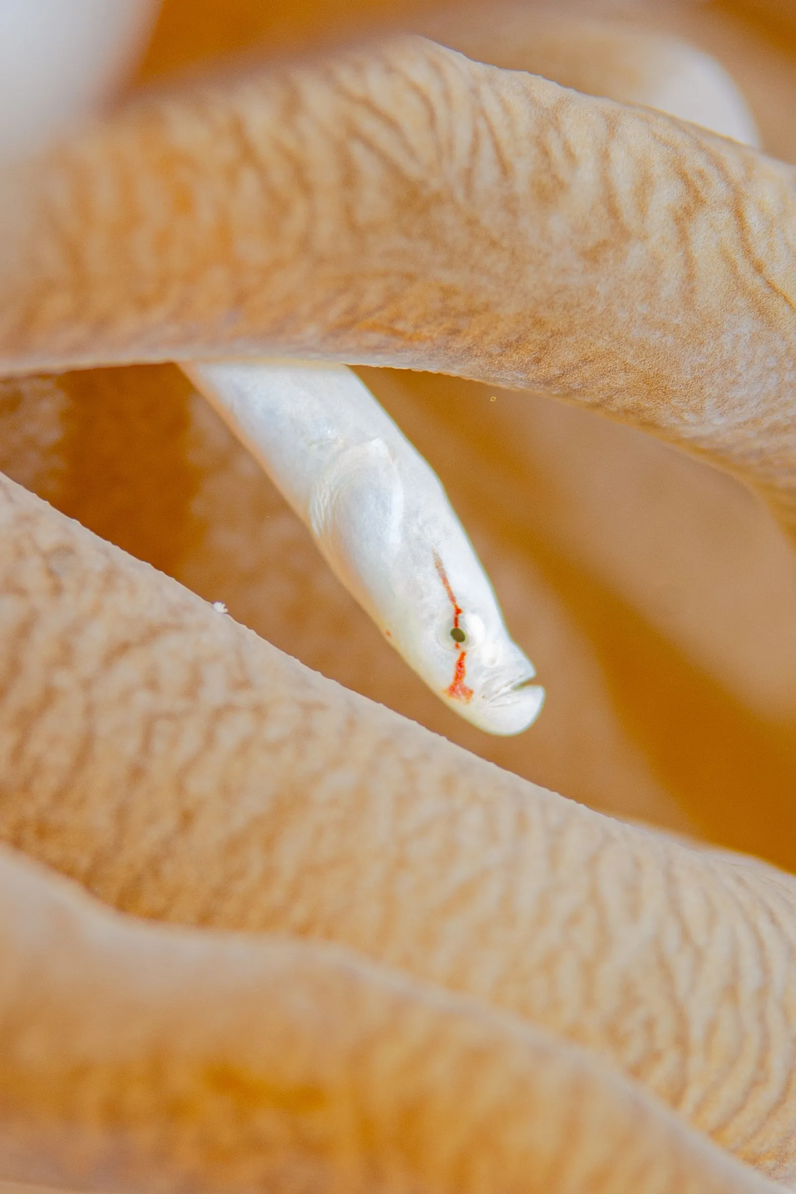Anemone Pipe fish on its host