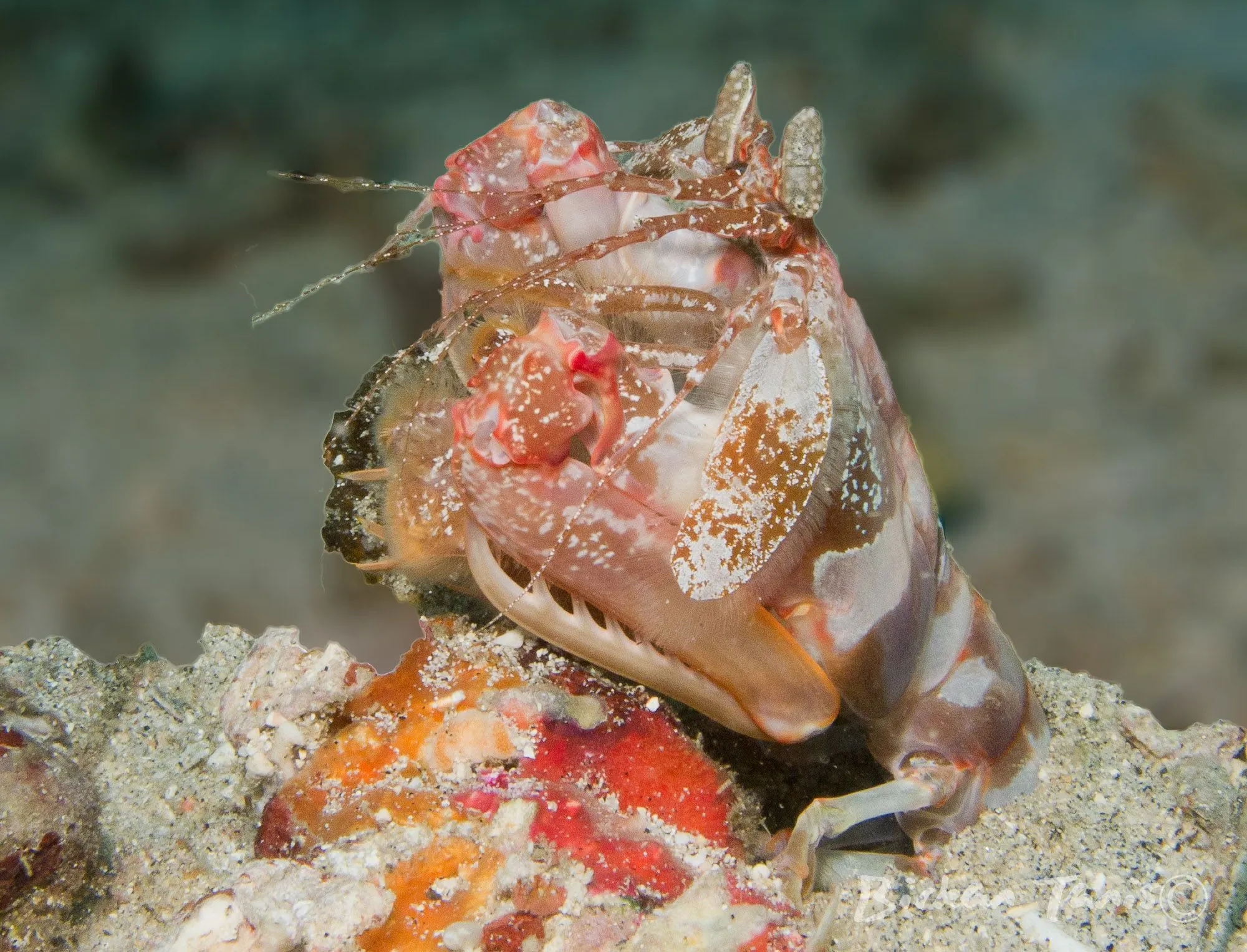 Frogfish disguised on coral
