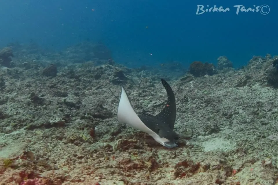 Eagle ray feeding above reef