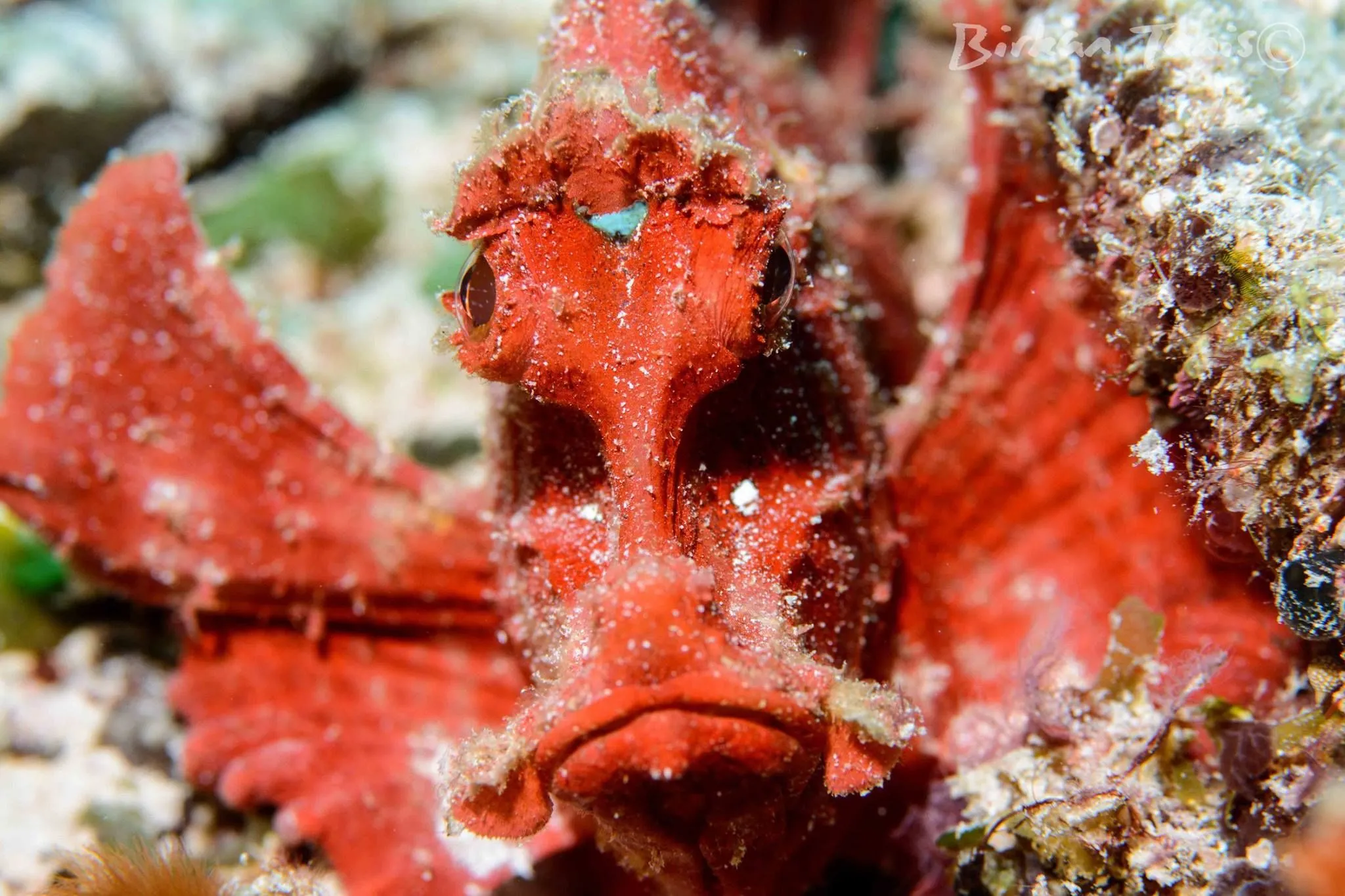Rhinopia protrait on coral
