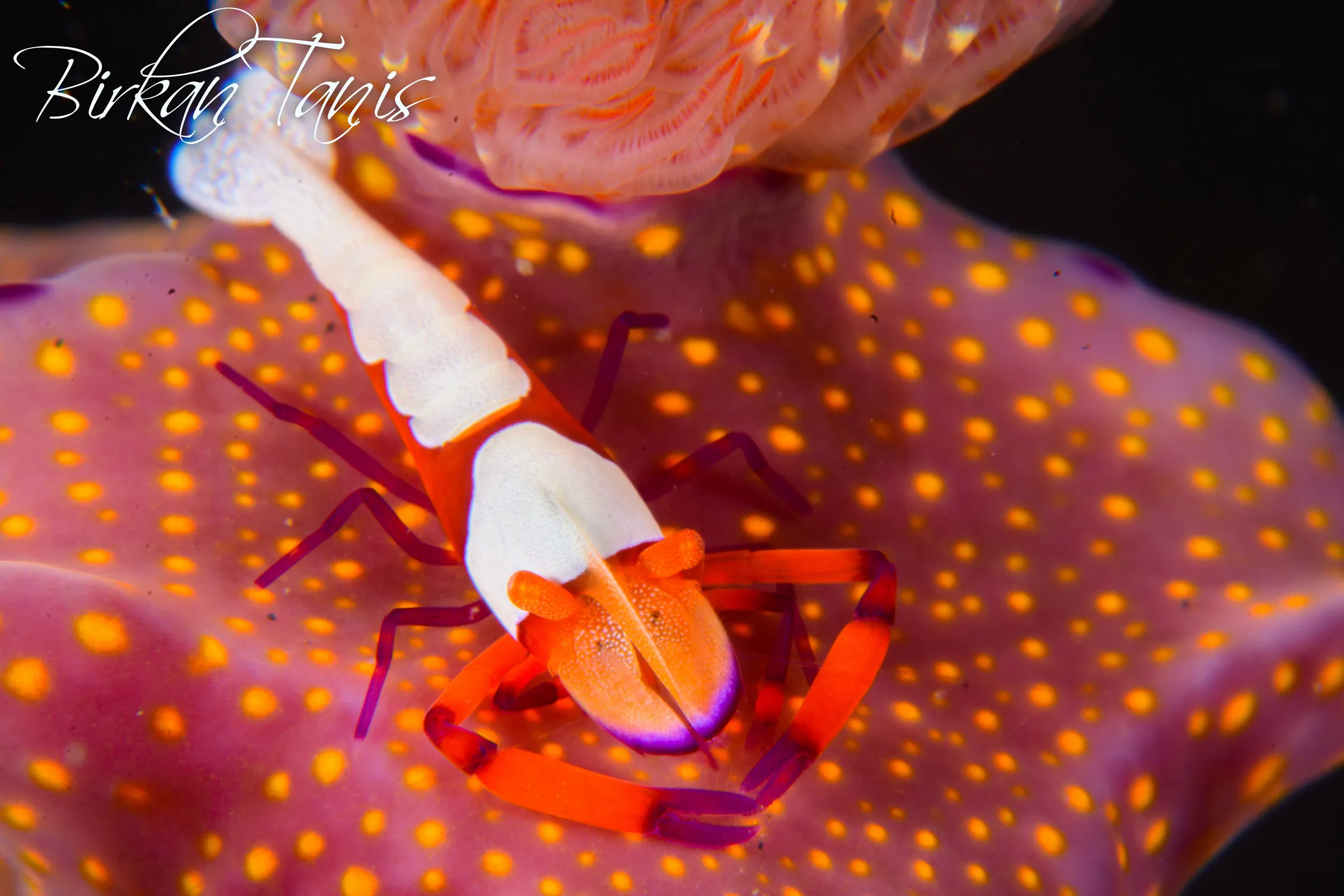 Emperor shrimp on Nudibranch