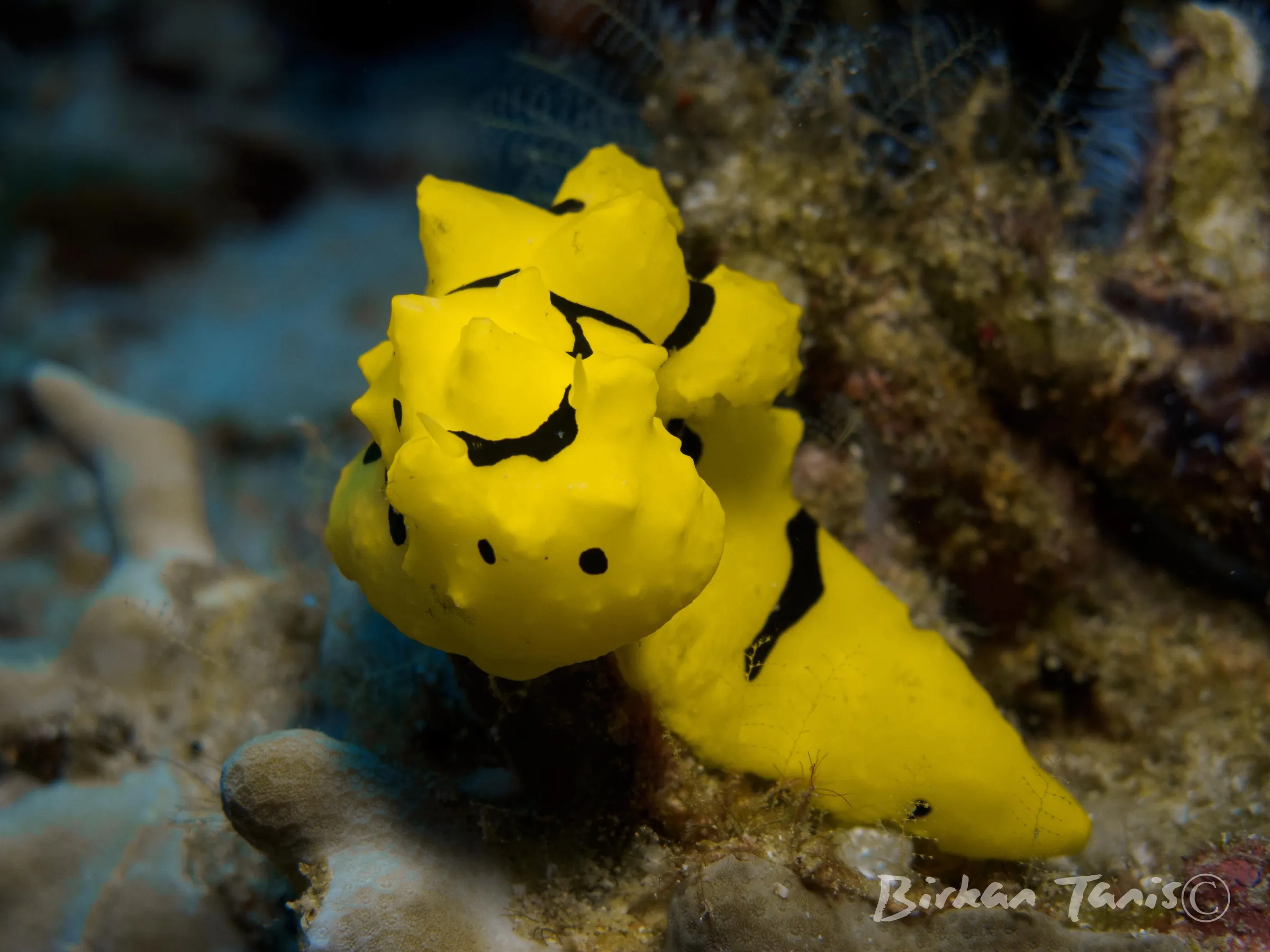 Banana Nudibranch
