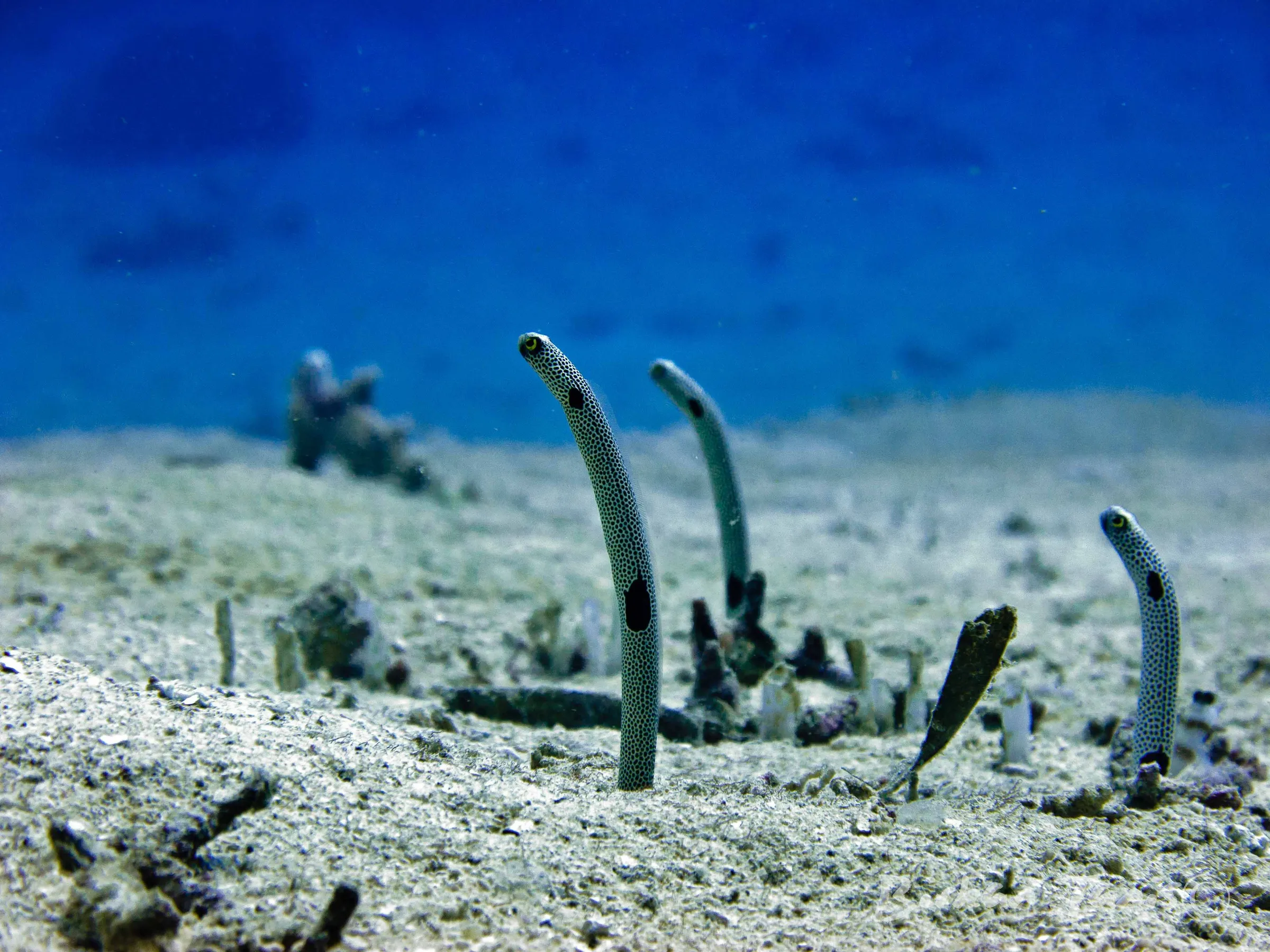 Garden eels on sandy bottom