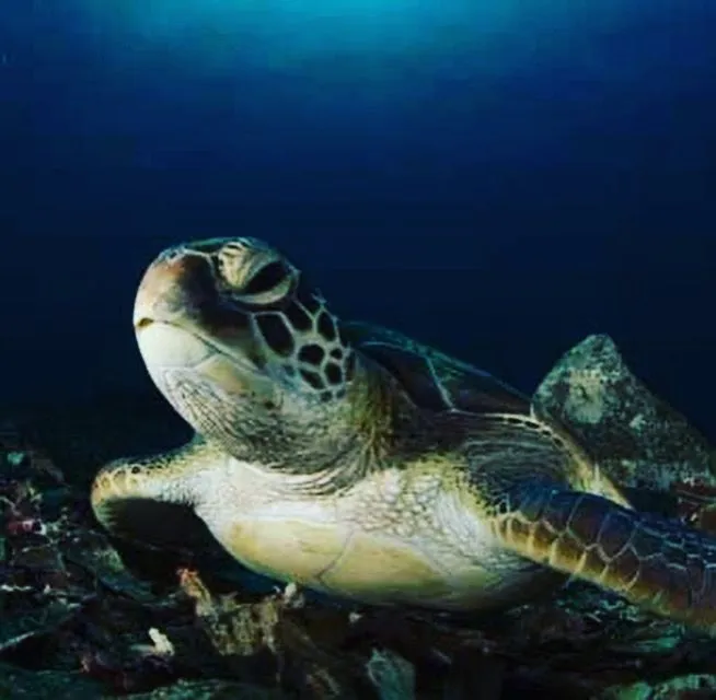 Turtle resting on the reef