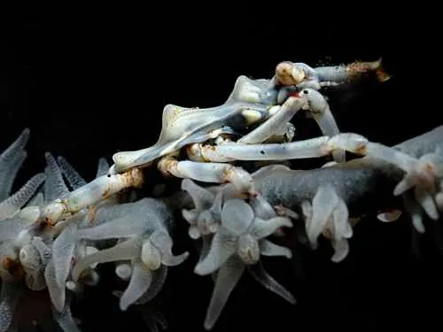 Xeno Crab on whip coral