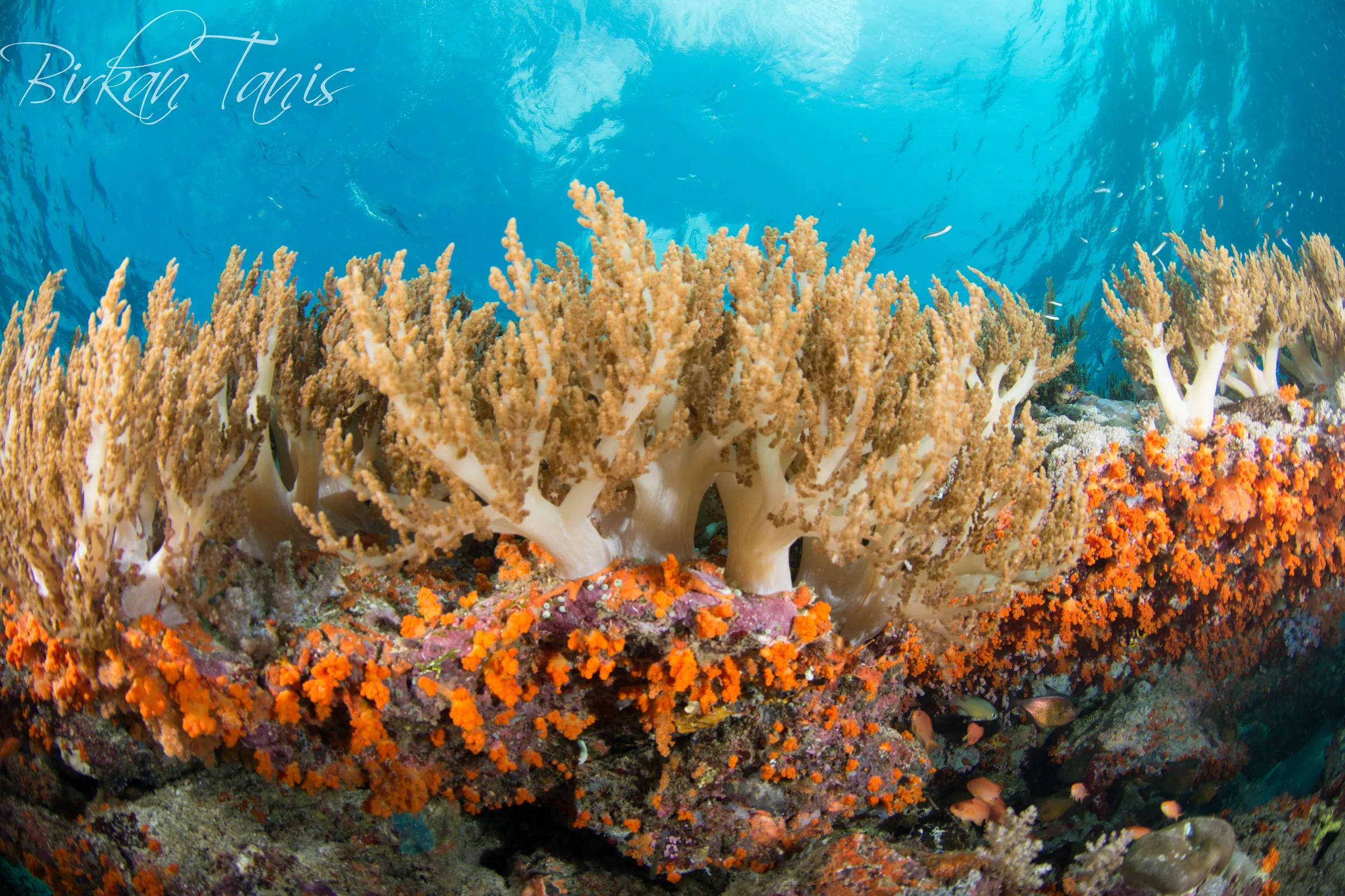 Soft coral garden on wall
