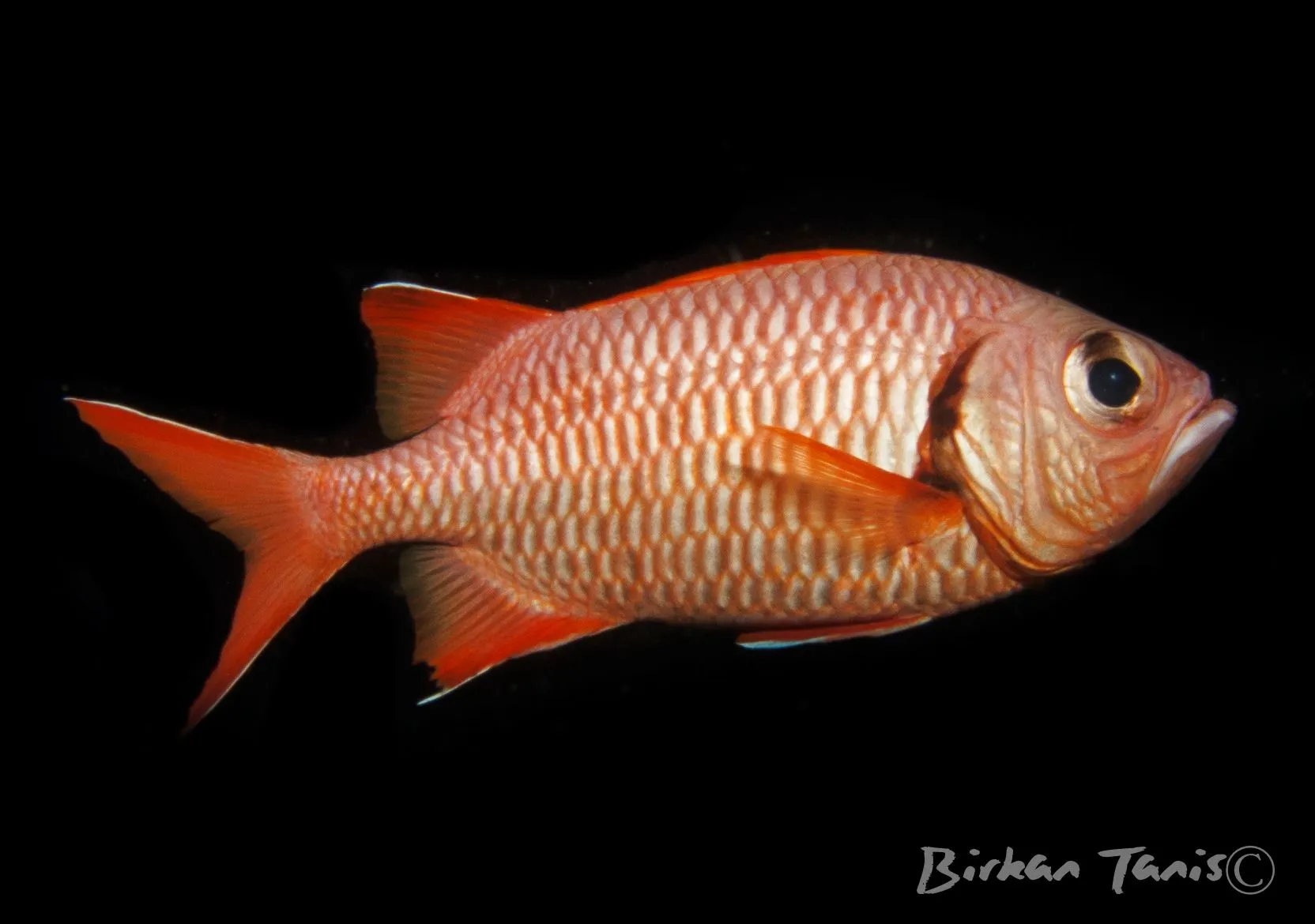 Squirrelfish under a ledge