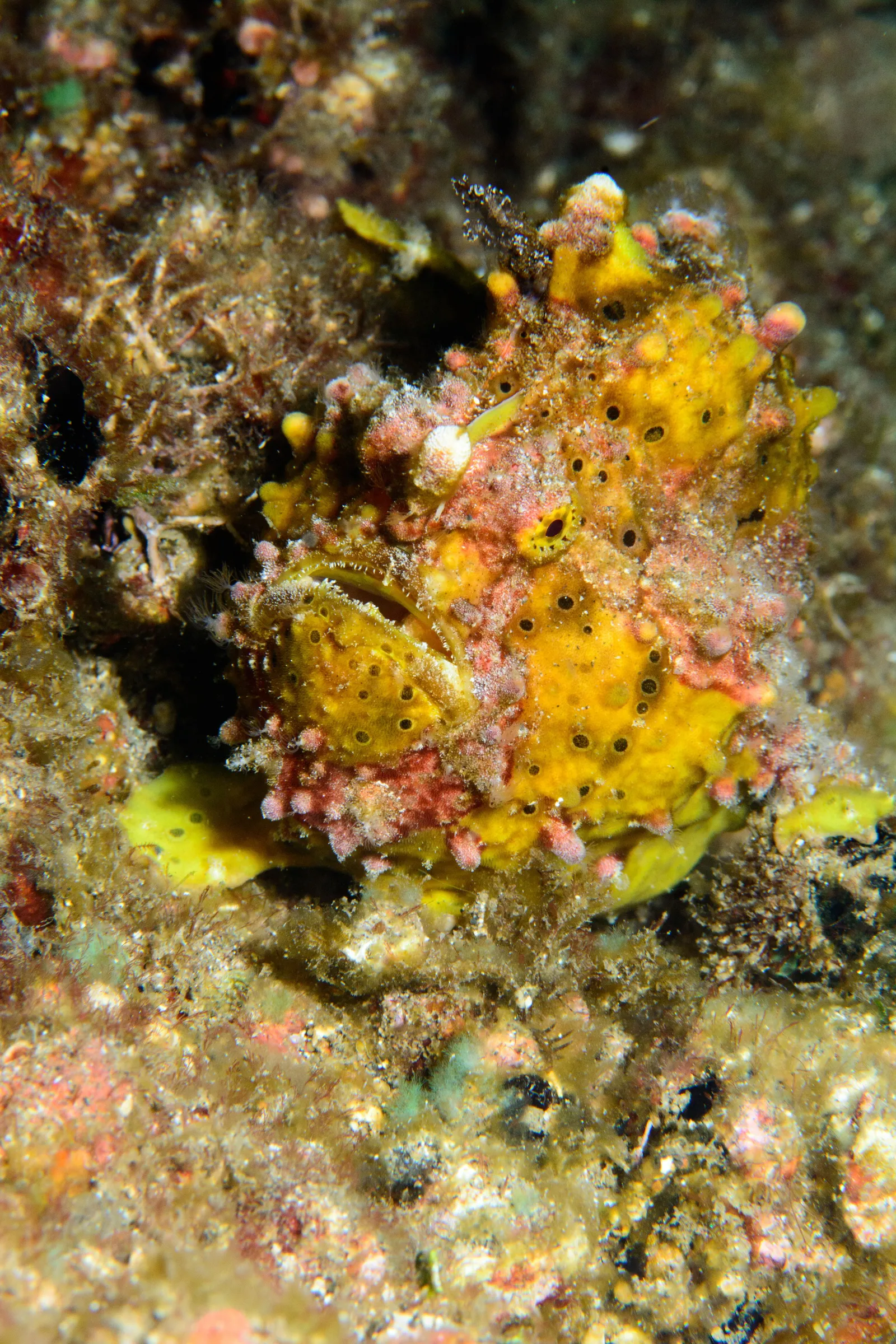 Yellow frogfish close-up