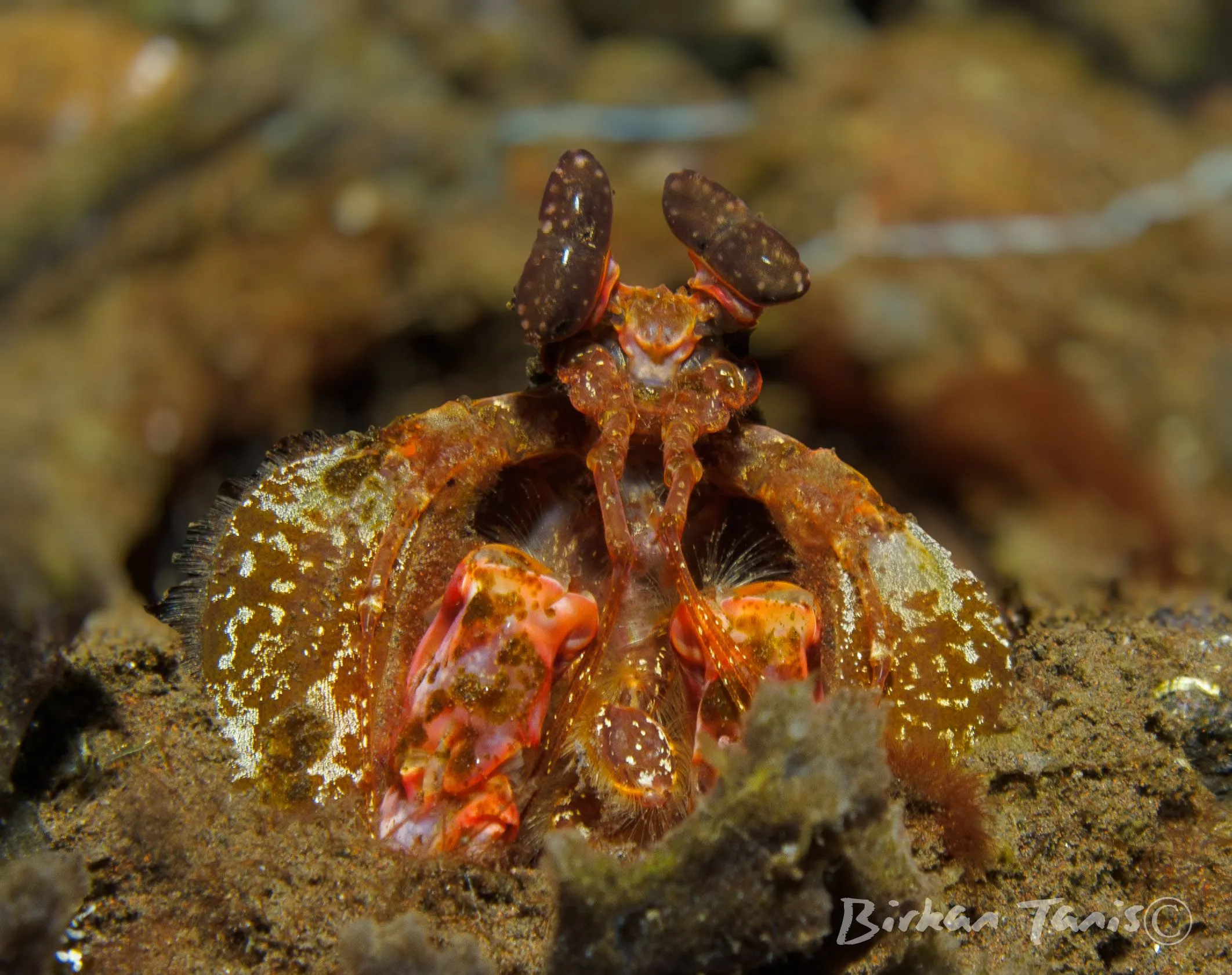 Spearing Mantis Shrimp