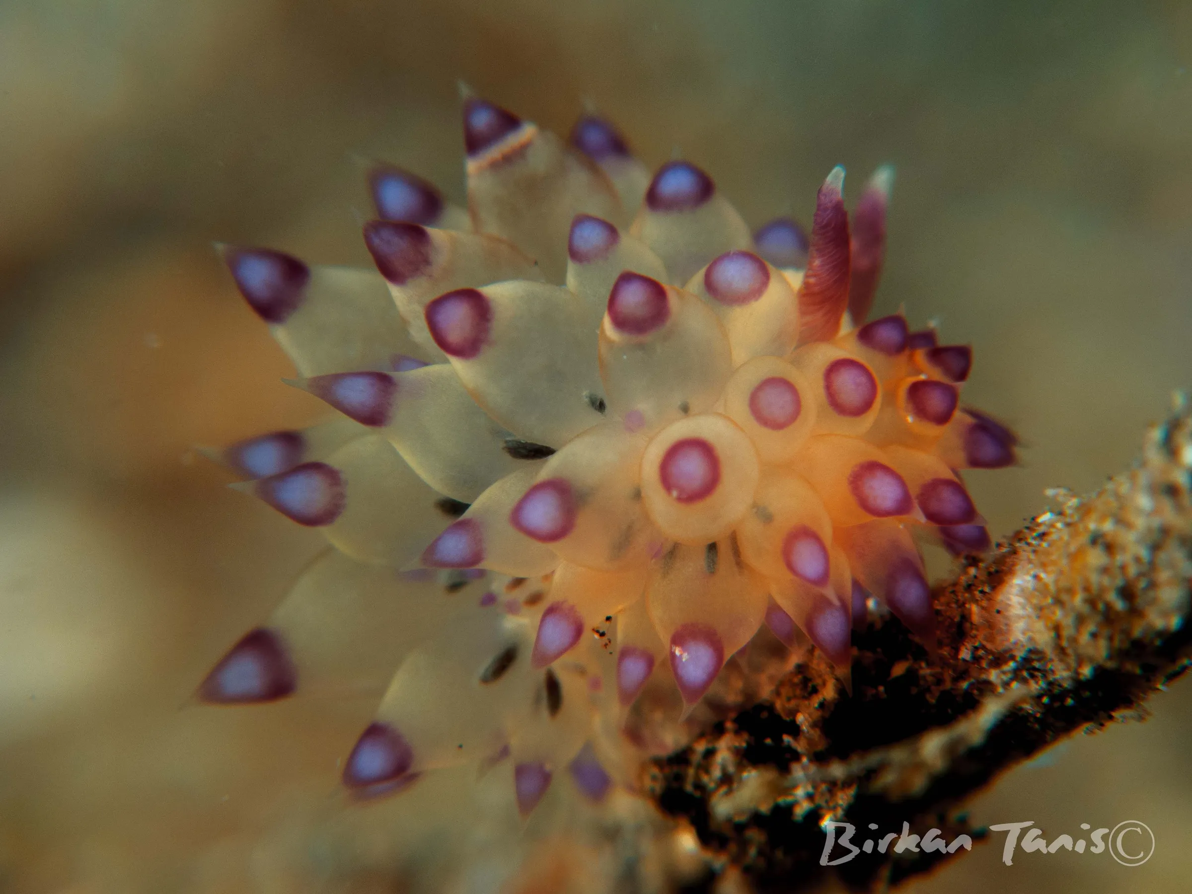 Nudibranch with purple gills