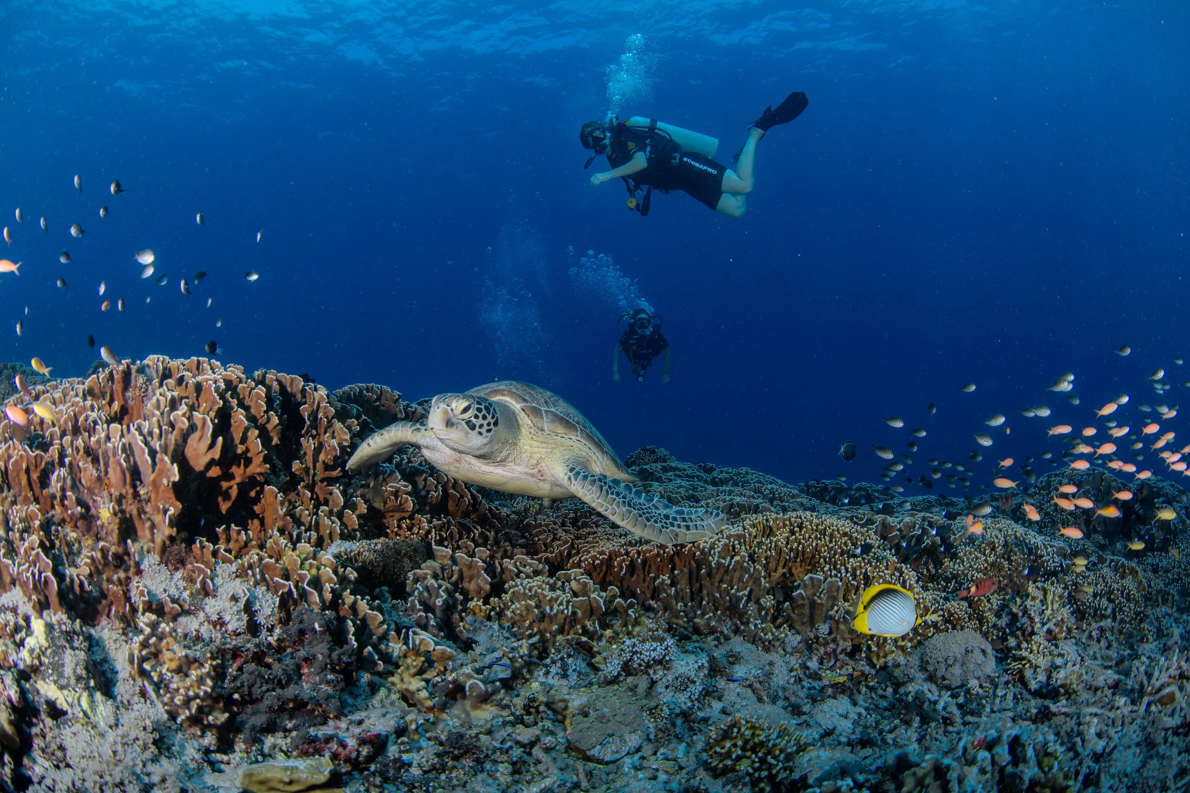 Divers approaching a turtle