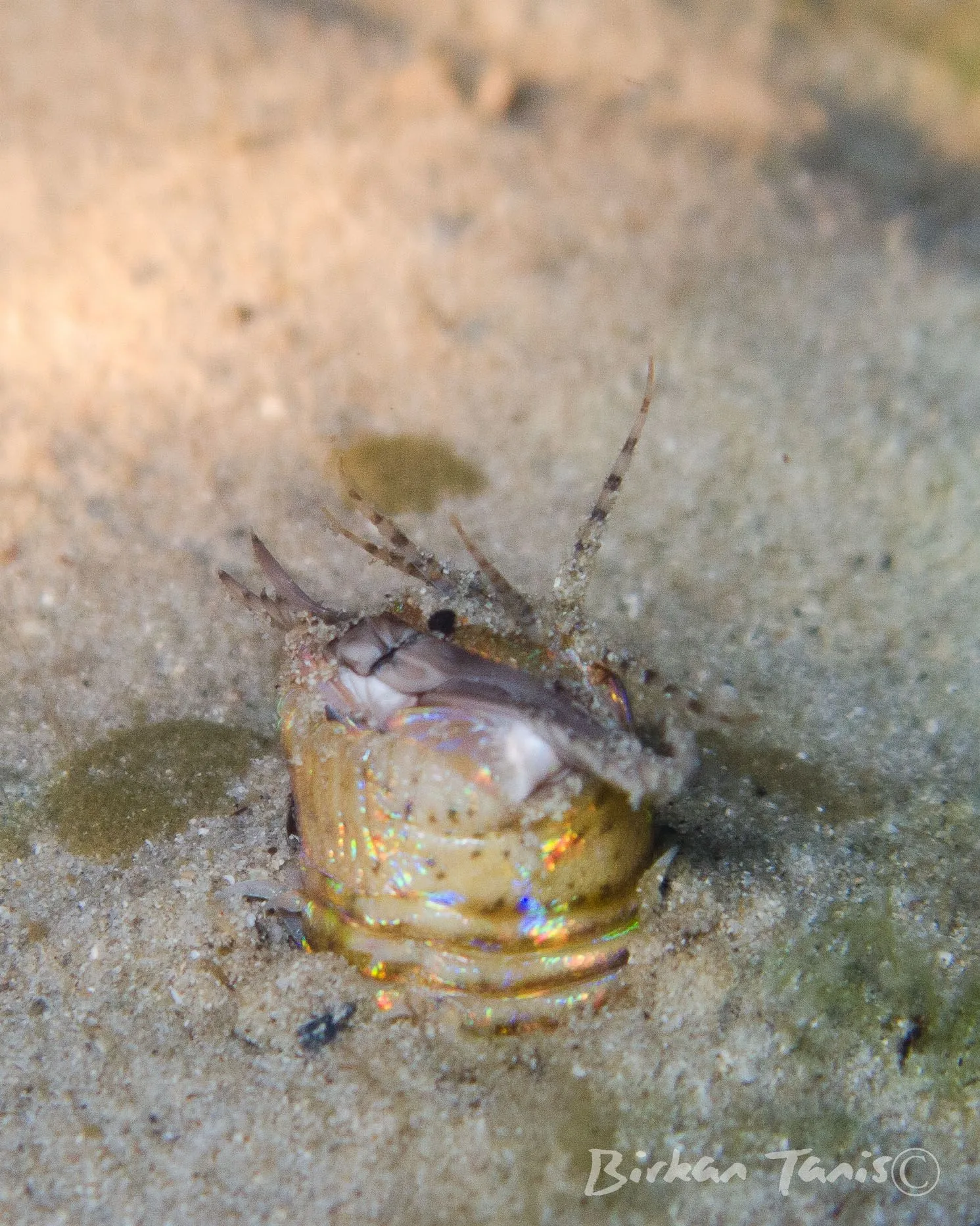 Bobbit worm
