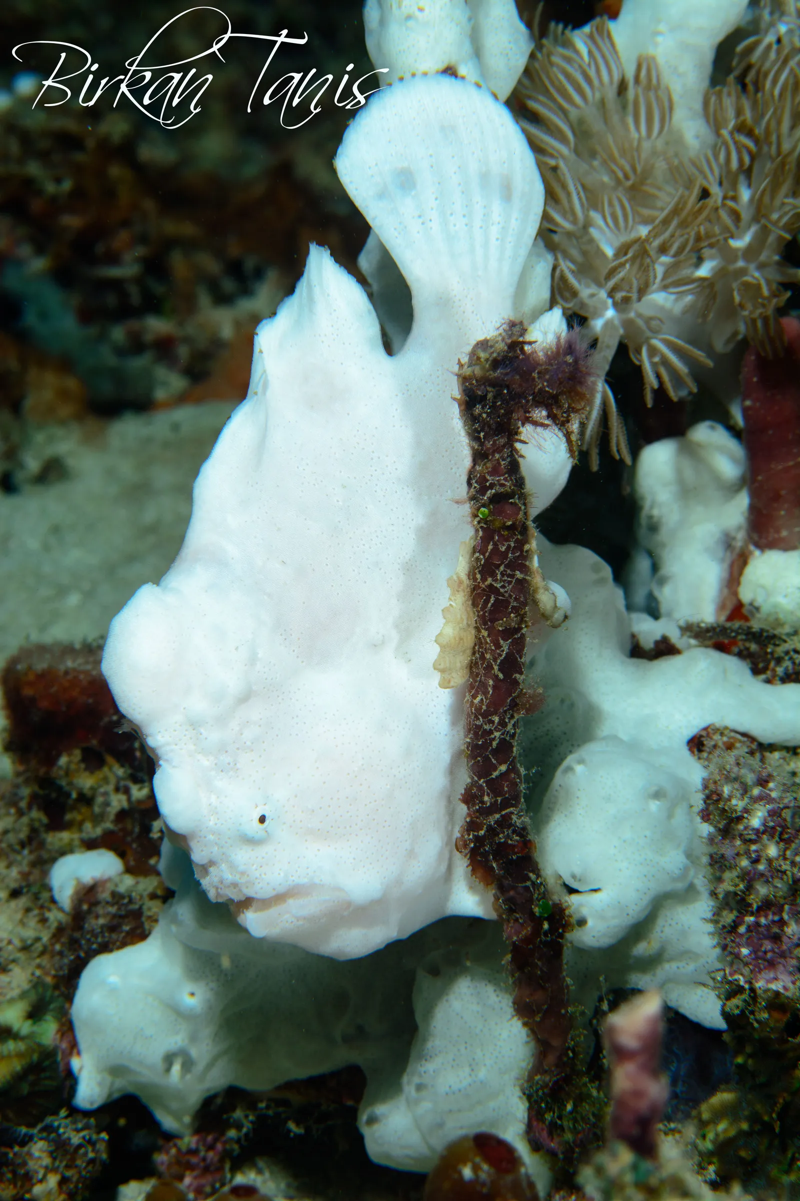 White frogfish on a sponge