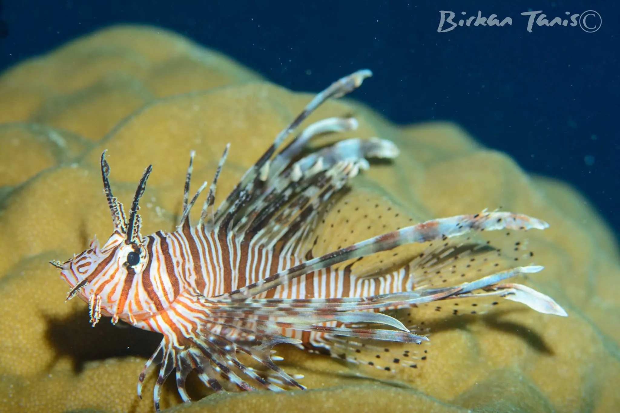 Lionfish flared on reef