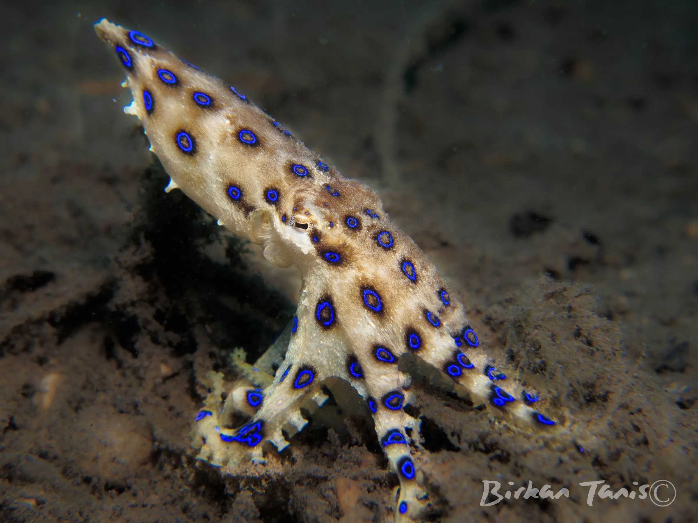 Blue-ringed octopus on the sand