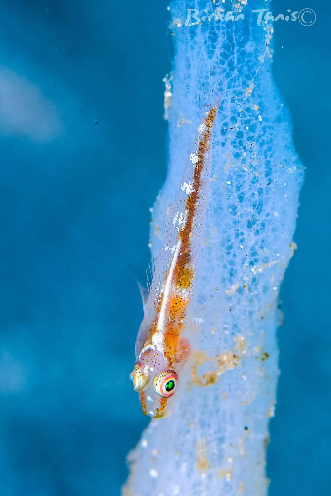 Goby with egg cluster
