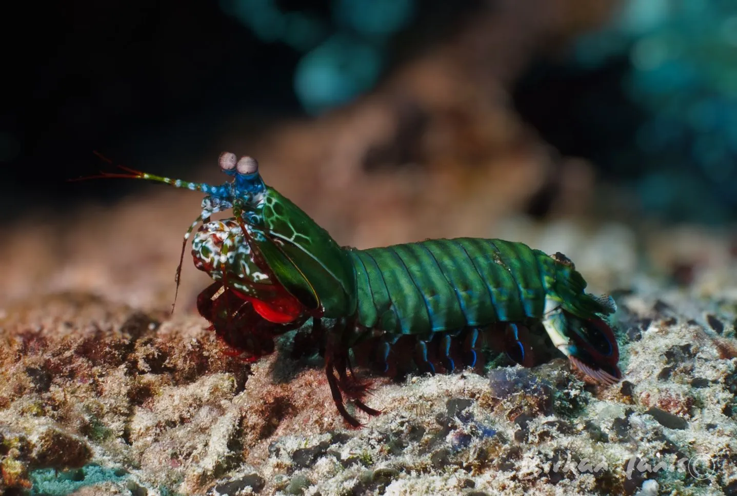 Peacock mantis shrimp on reef