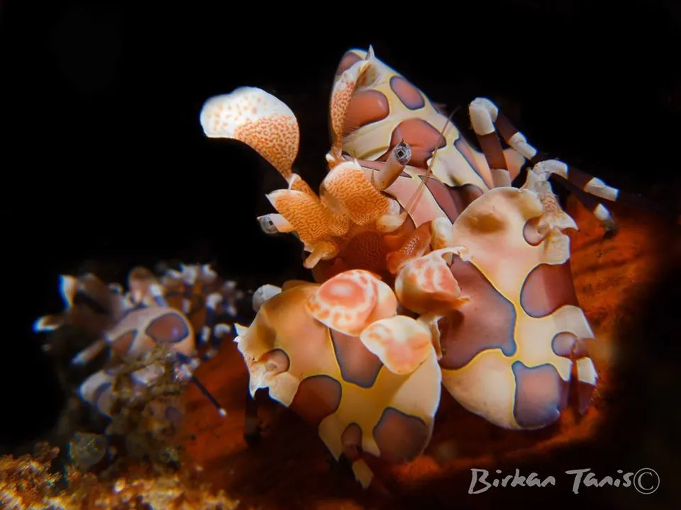 Harlequin shrimp on coral