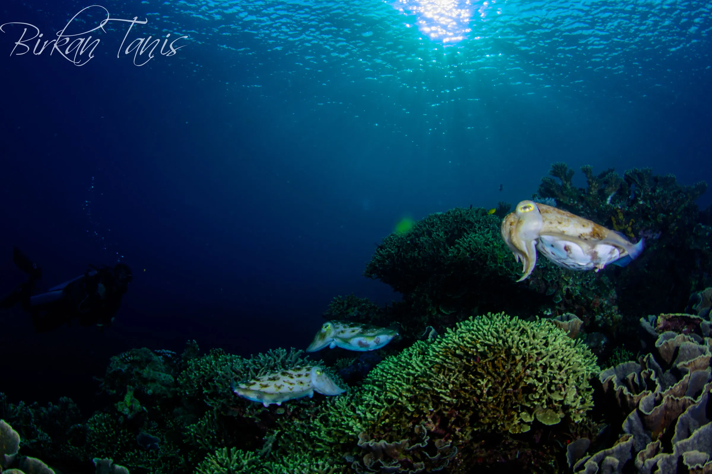 Cuttlefish hunting above reef