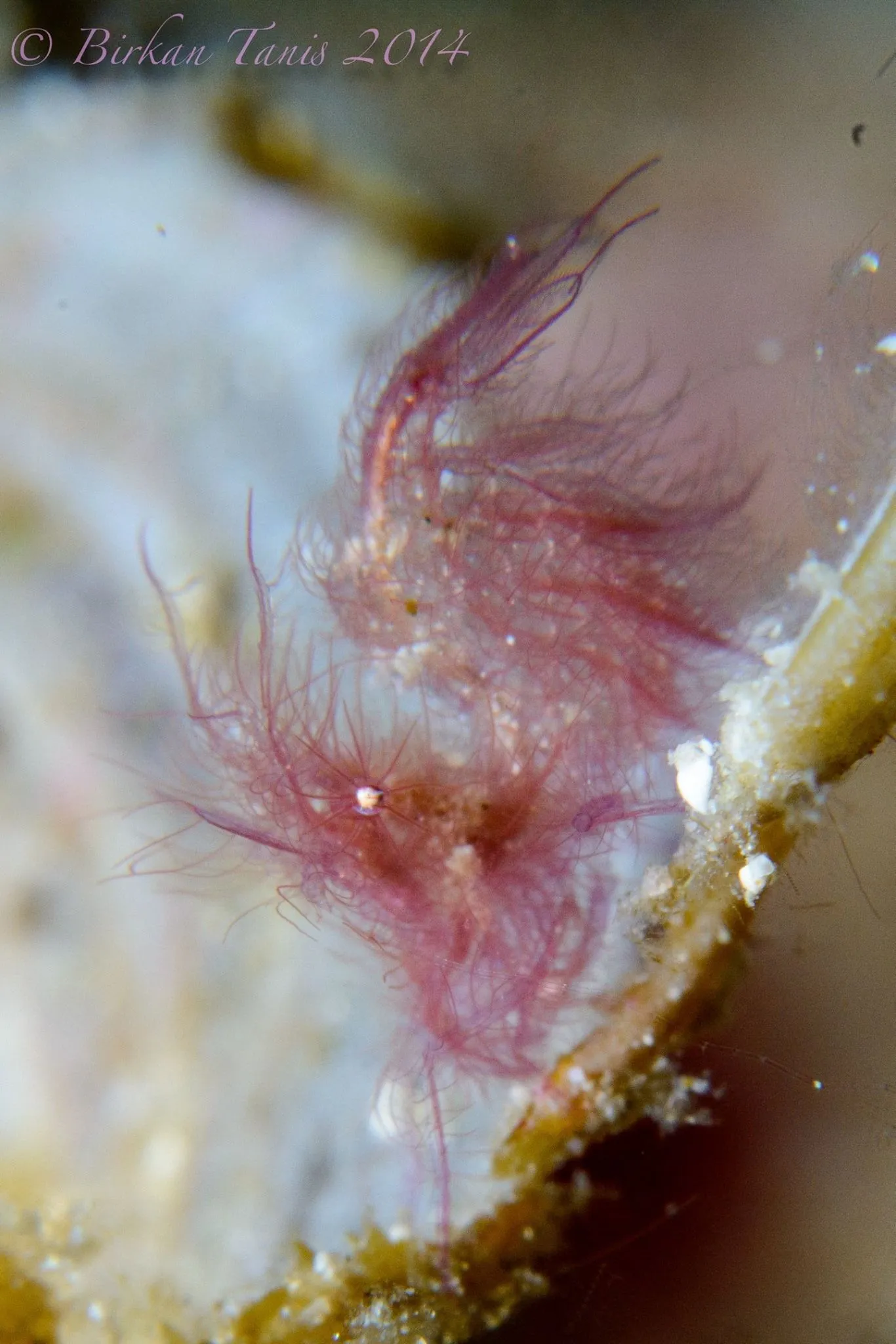 Hairy Shrimp