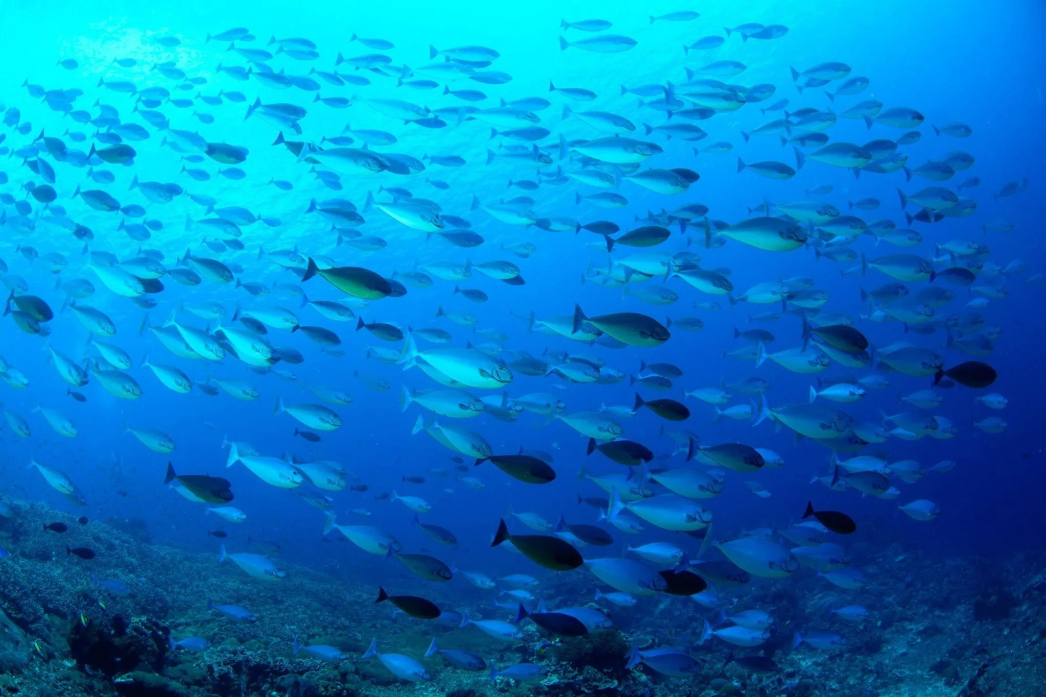 Glassfish school in the blue