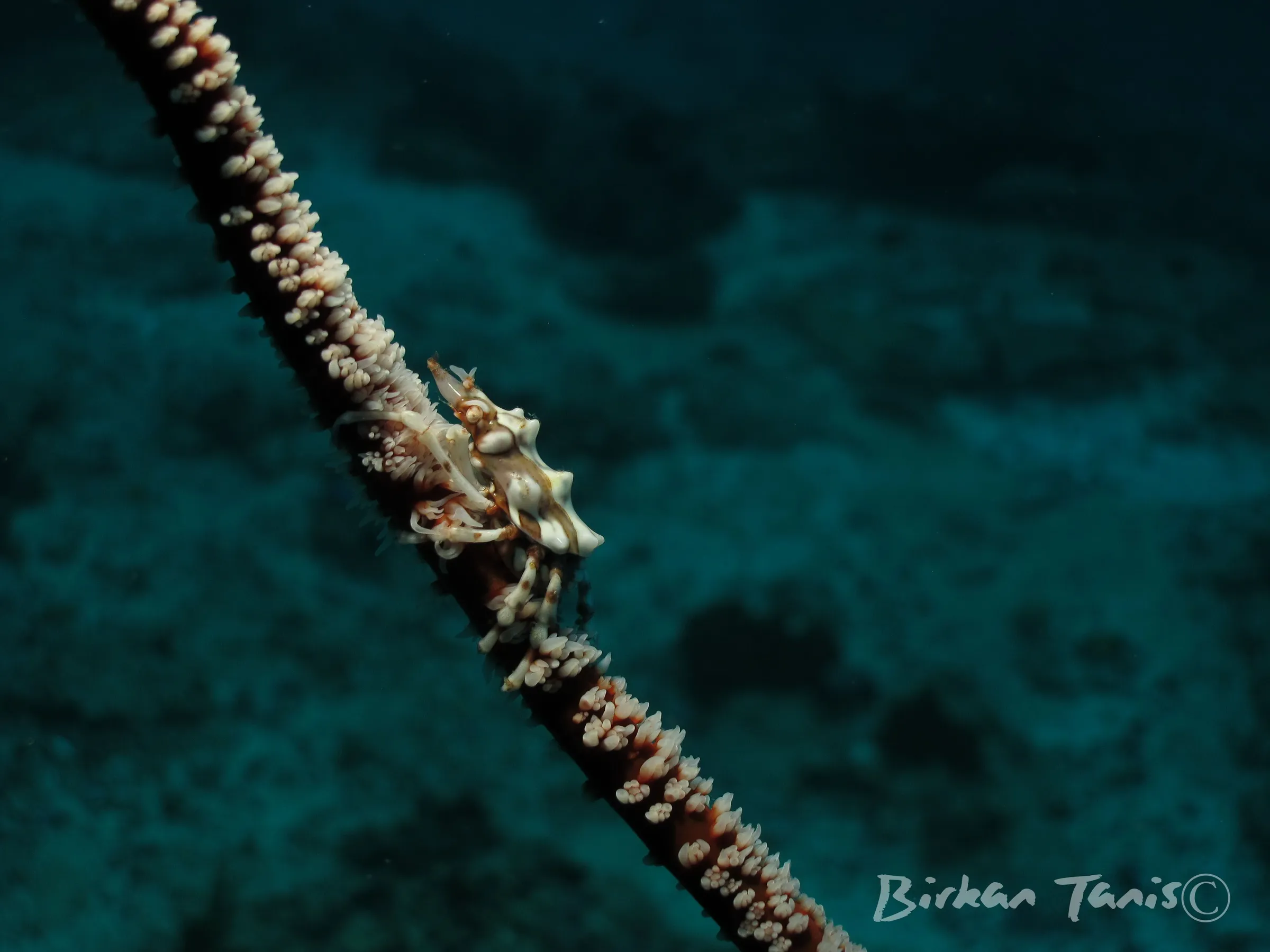 Whip coral shrimp close-up