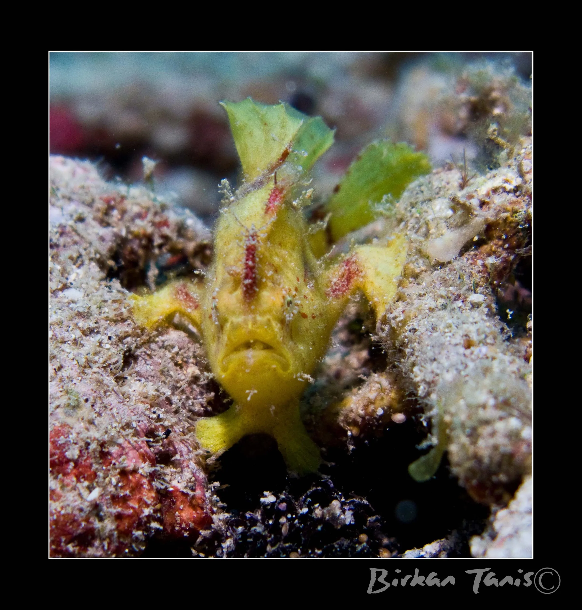 Frogfish among coral rubble