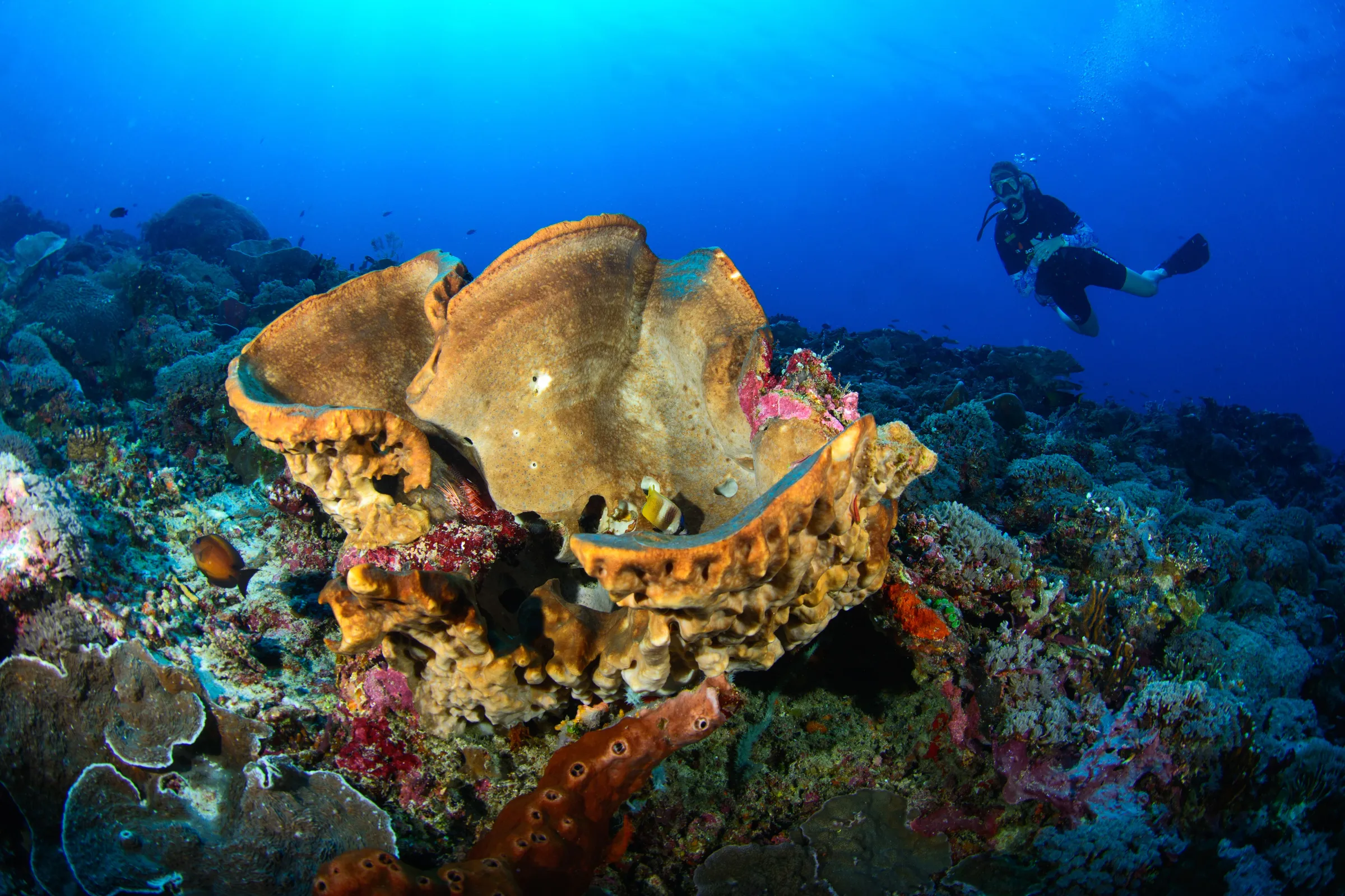Diving Gili Air month by month