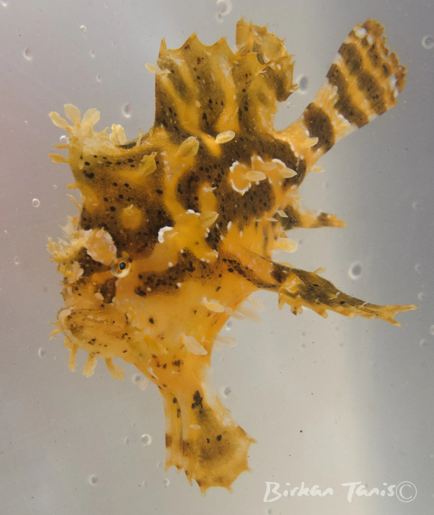 Sargassum frogfish