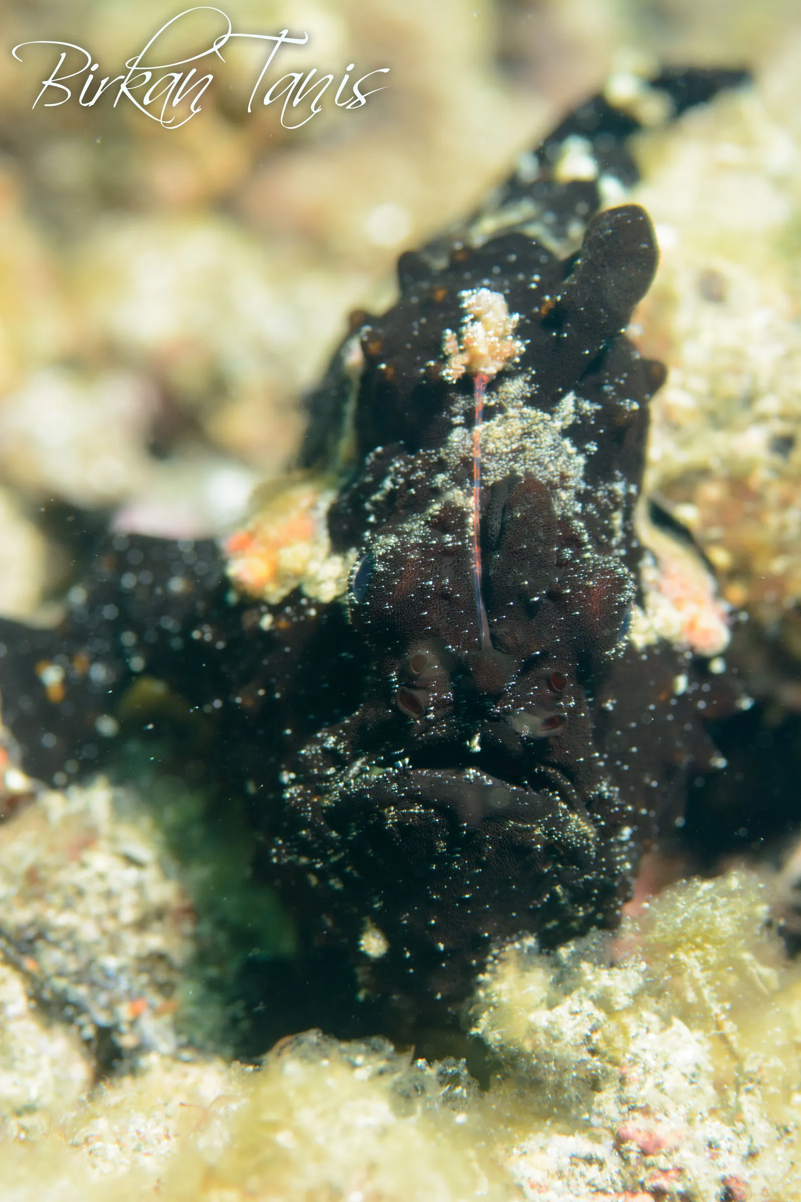 Camouflaged frogfish on reef