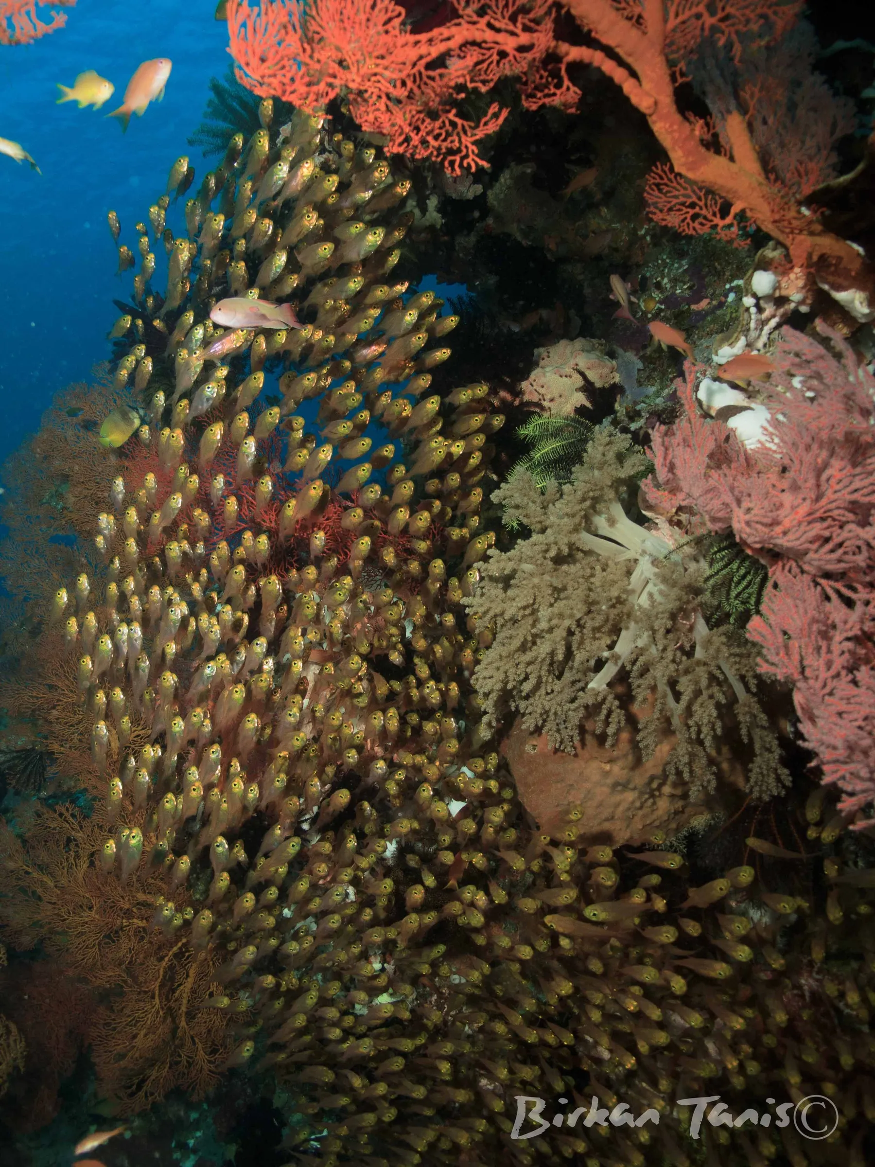 Reef bommie covered with glassfish
