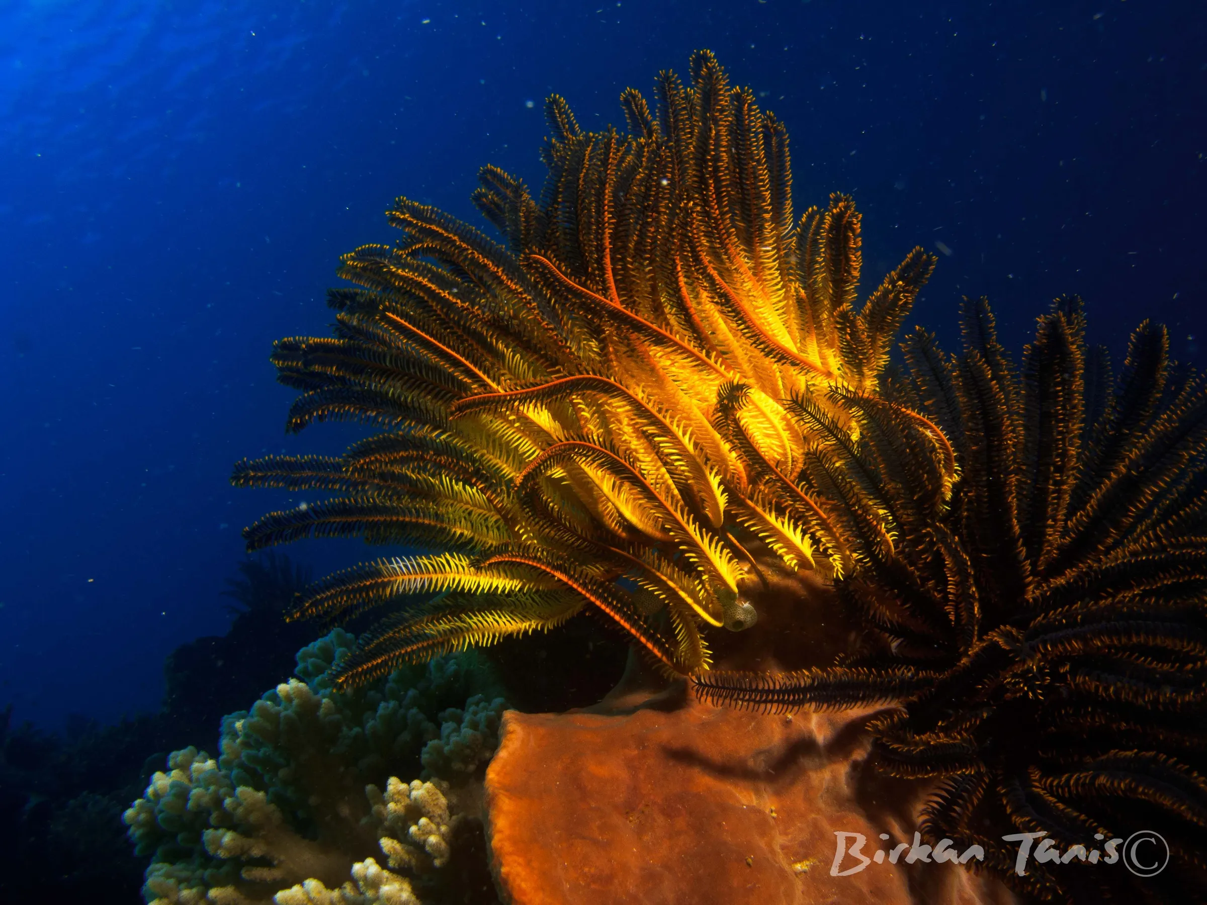 Yellow feather star on coral