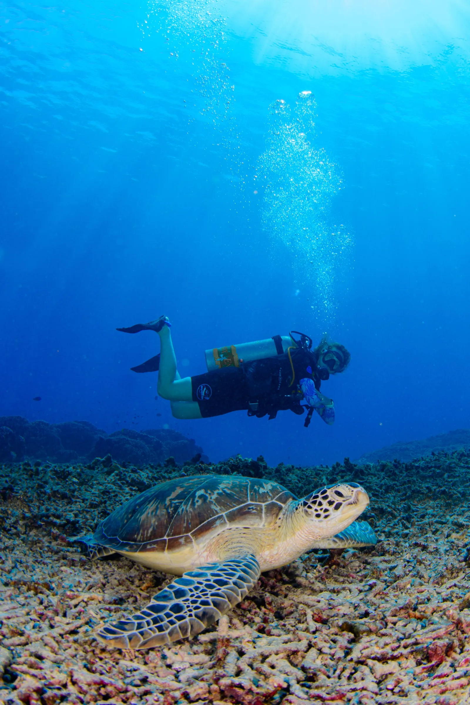Diver swimming above a green sea turtle
