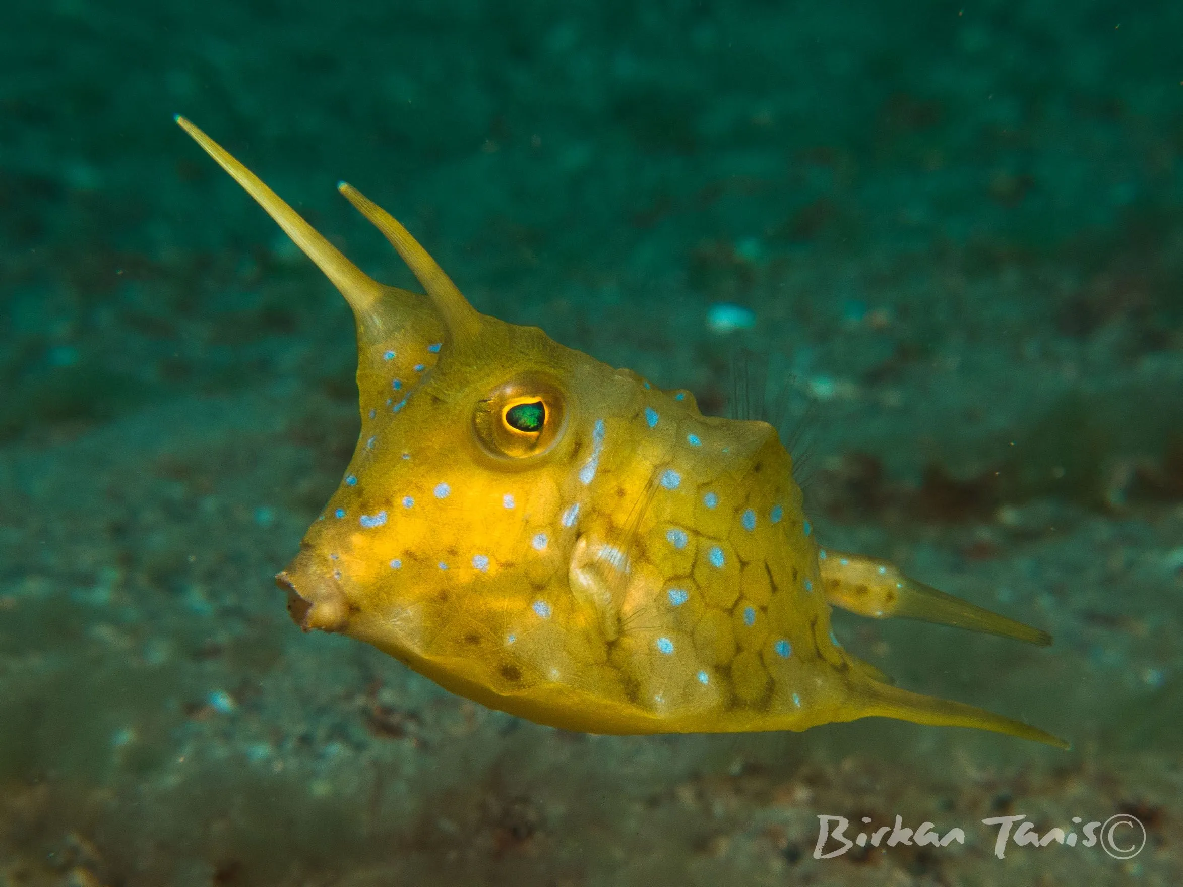 Longhorn cowfish on the reef