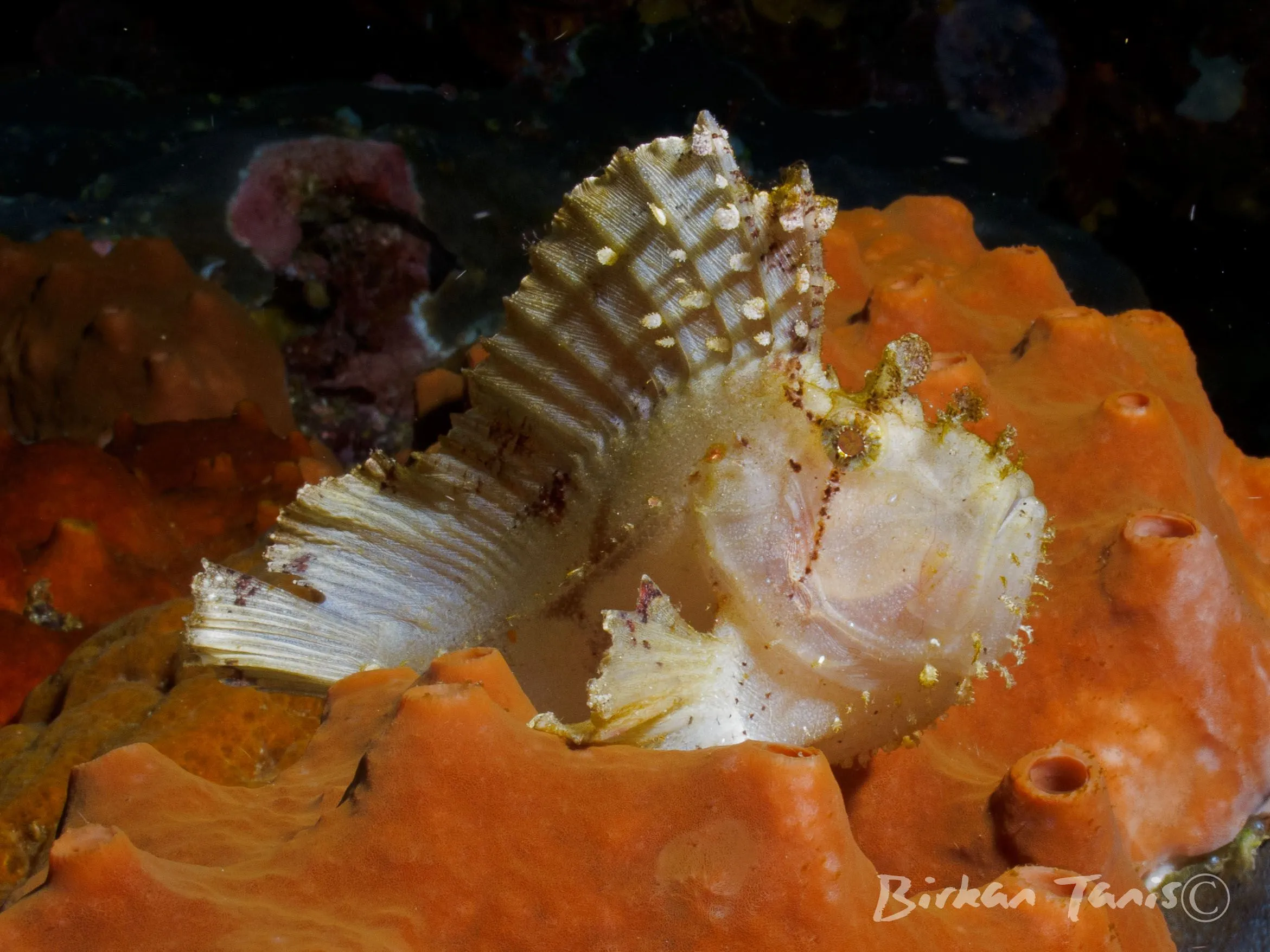 Leaf scorpionfish on sponge