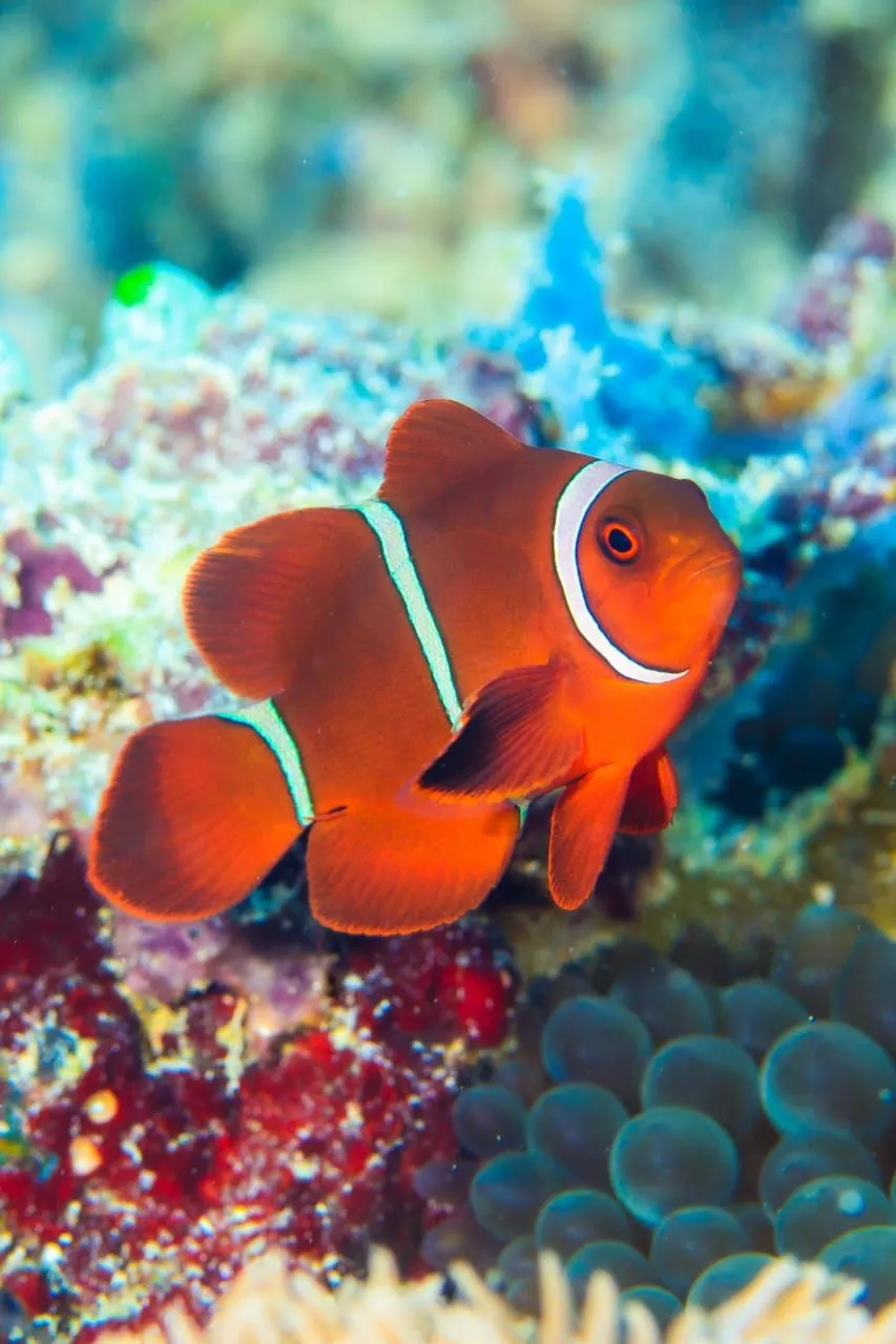 Clownfish in anemone close-up